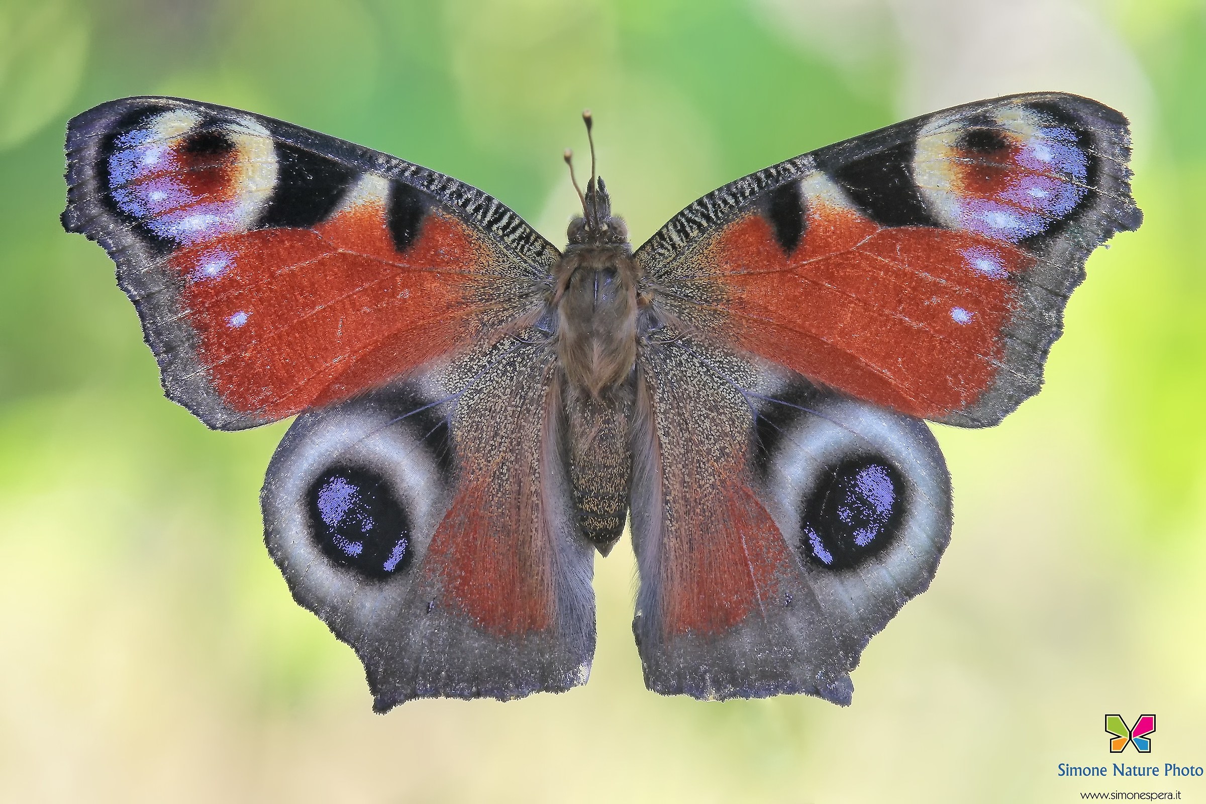 Vanessa io....il Straight....