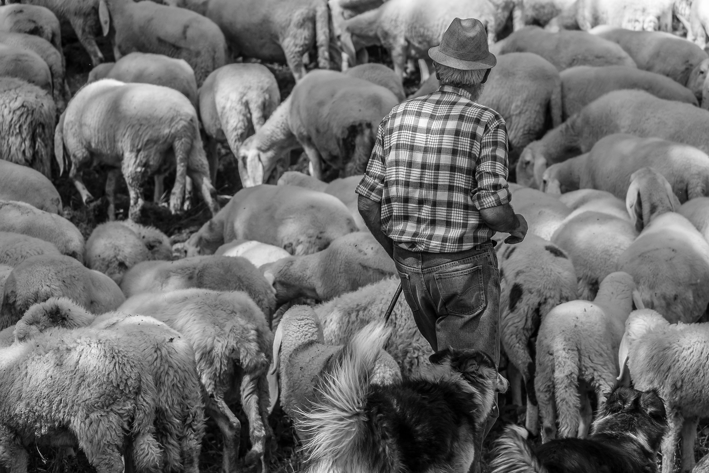 Bucolic..............