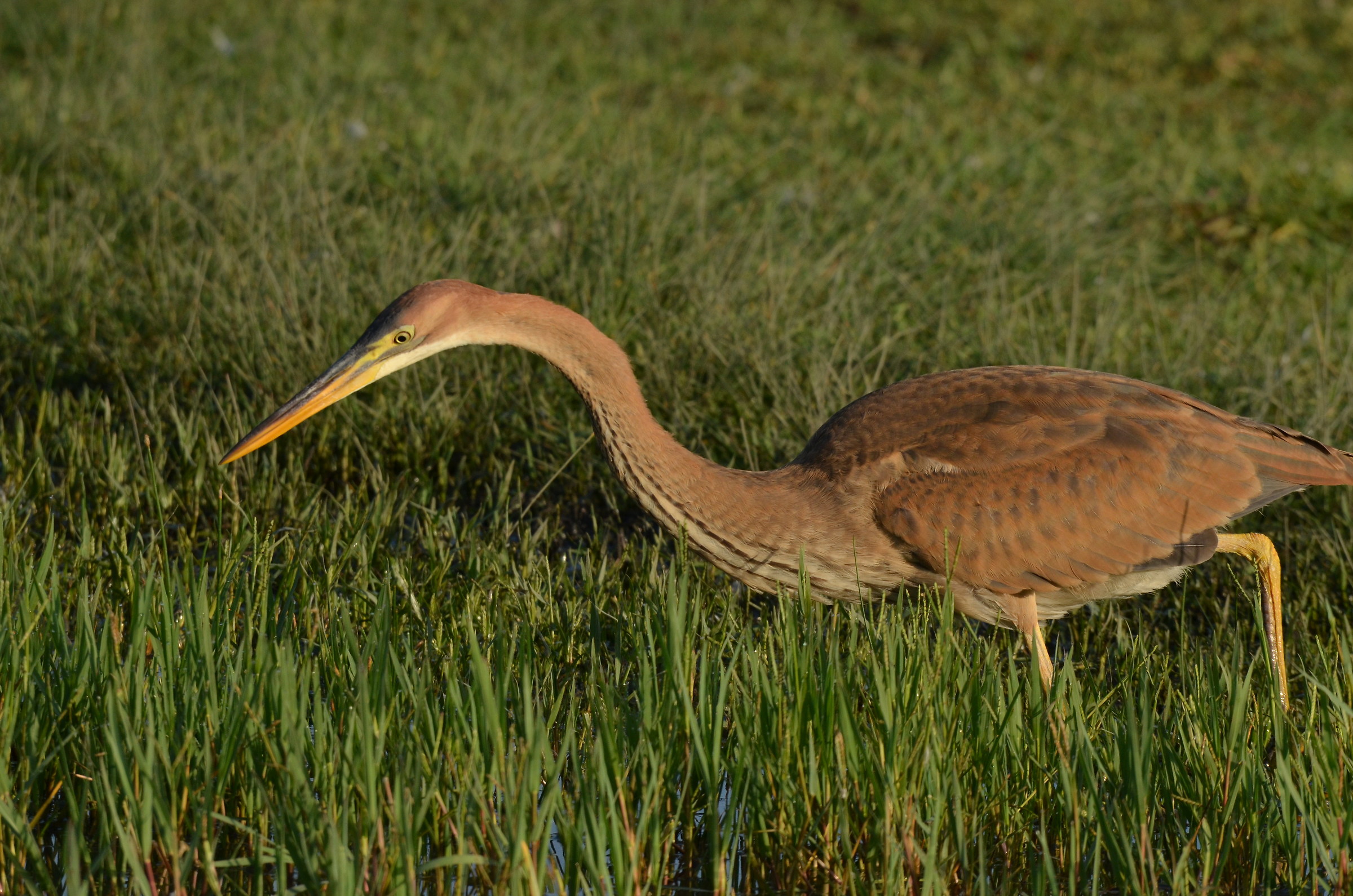 Red Heron