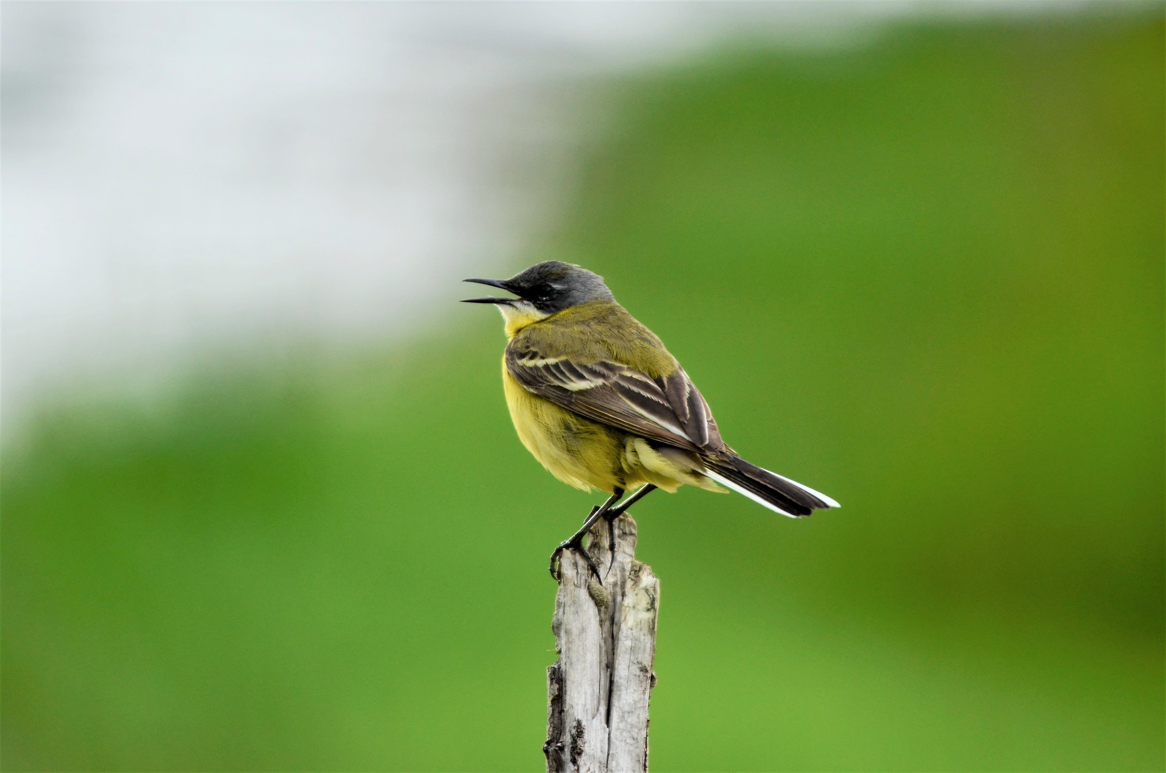 Yellow Wagtail