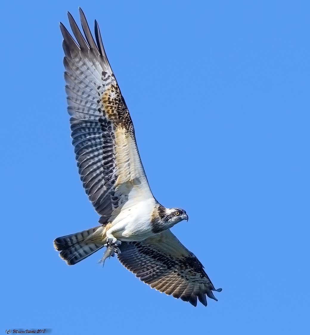 Osprey with prey... vertical Cut