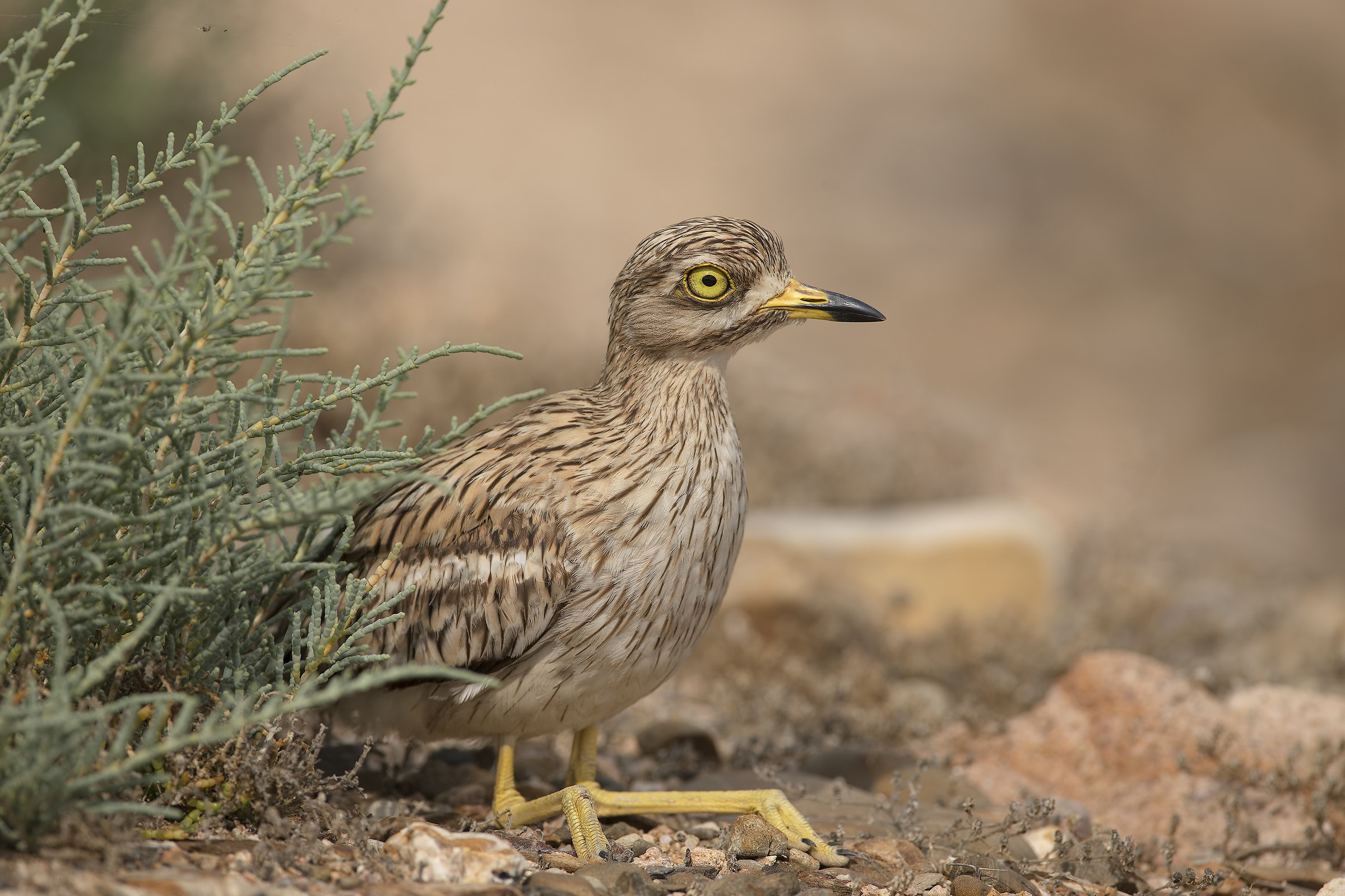 occhione (burhinus oedicnemus)