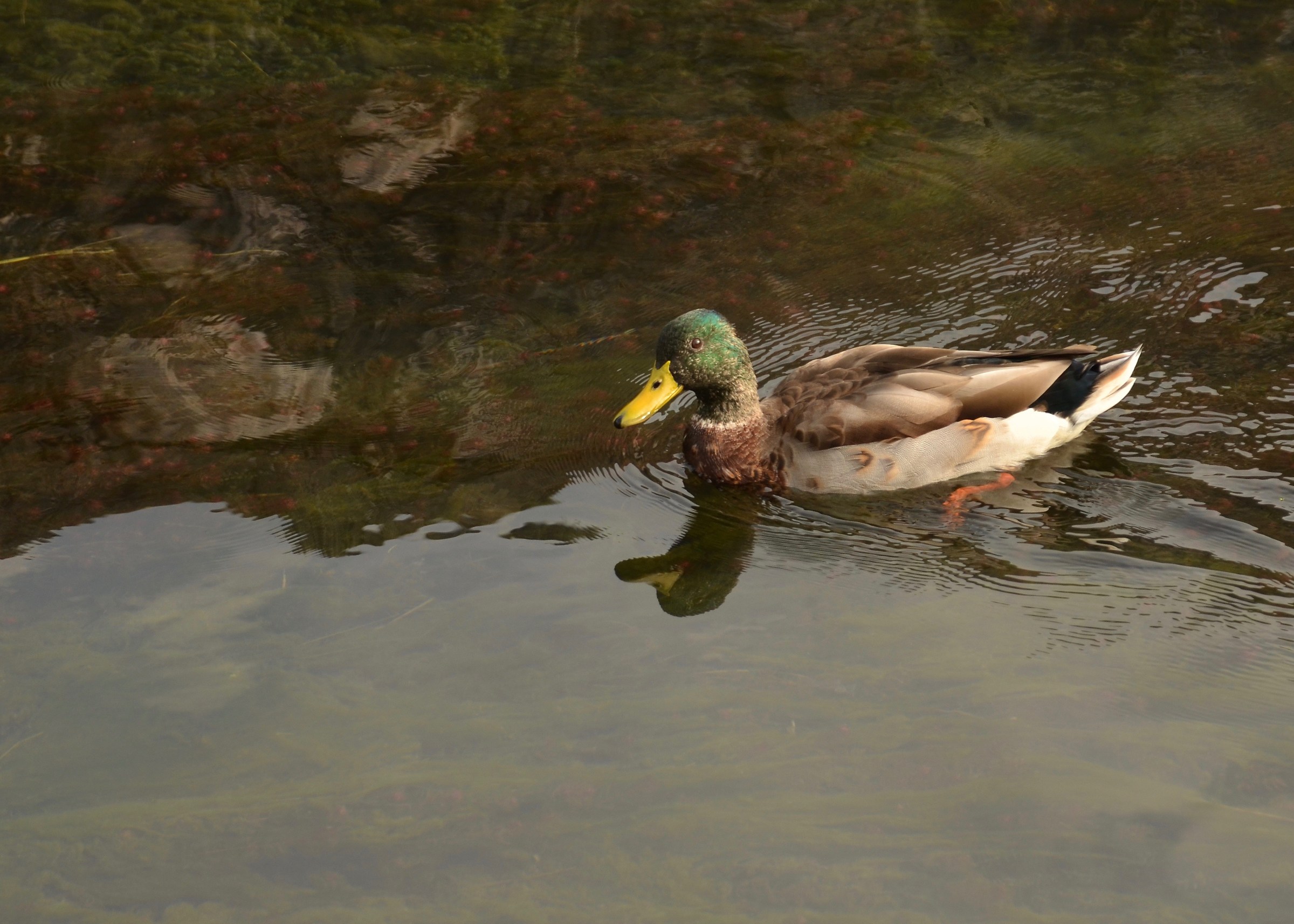 When the Germano makes you hello