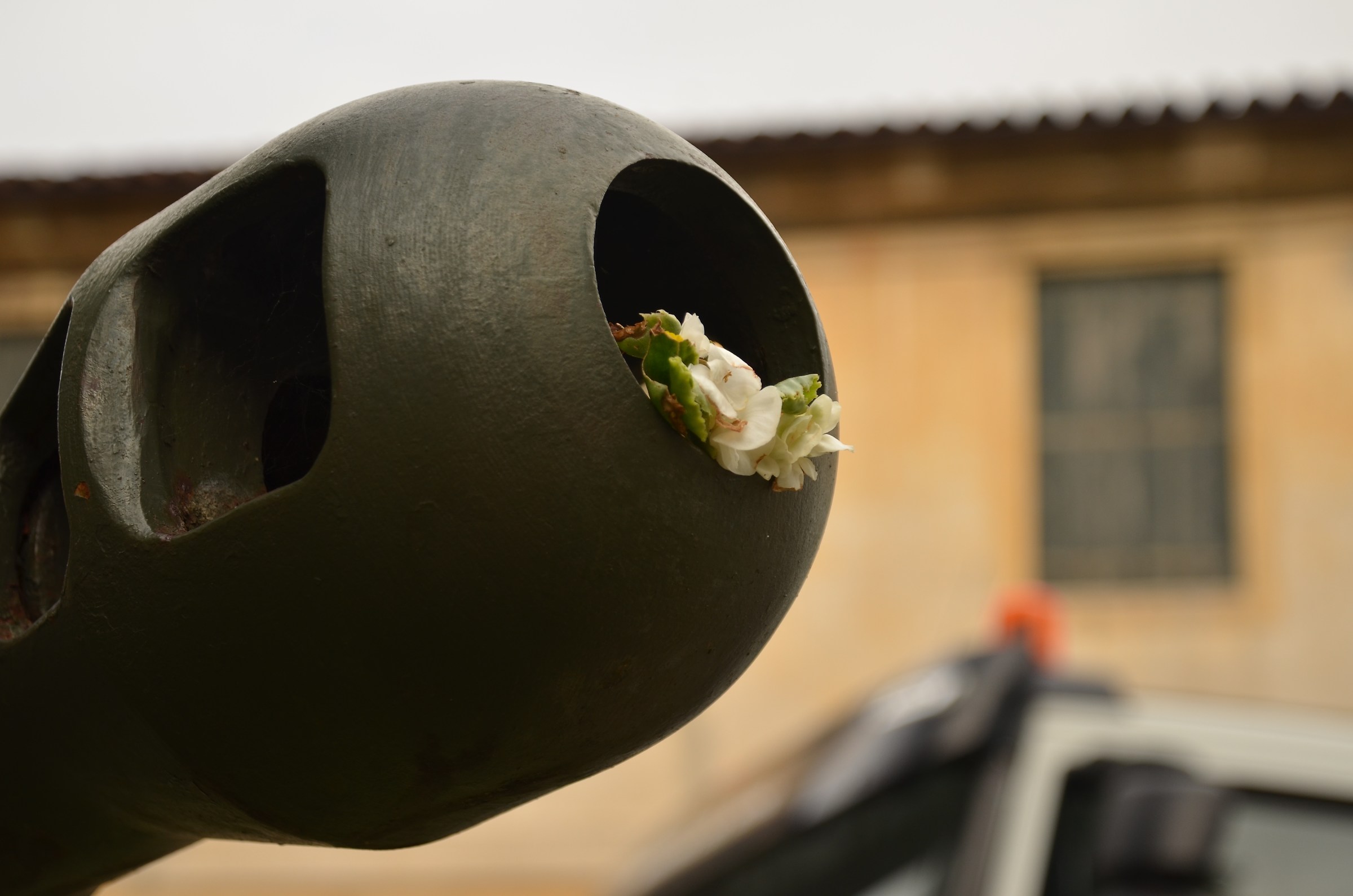 Flowers in the Cannons