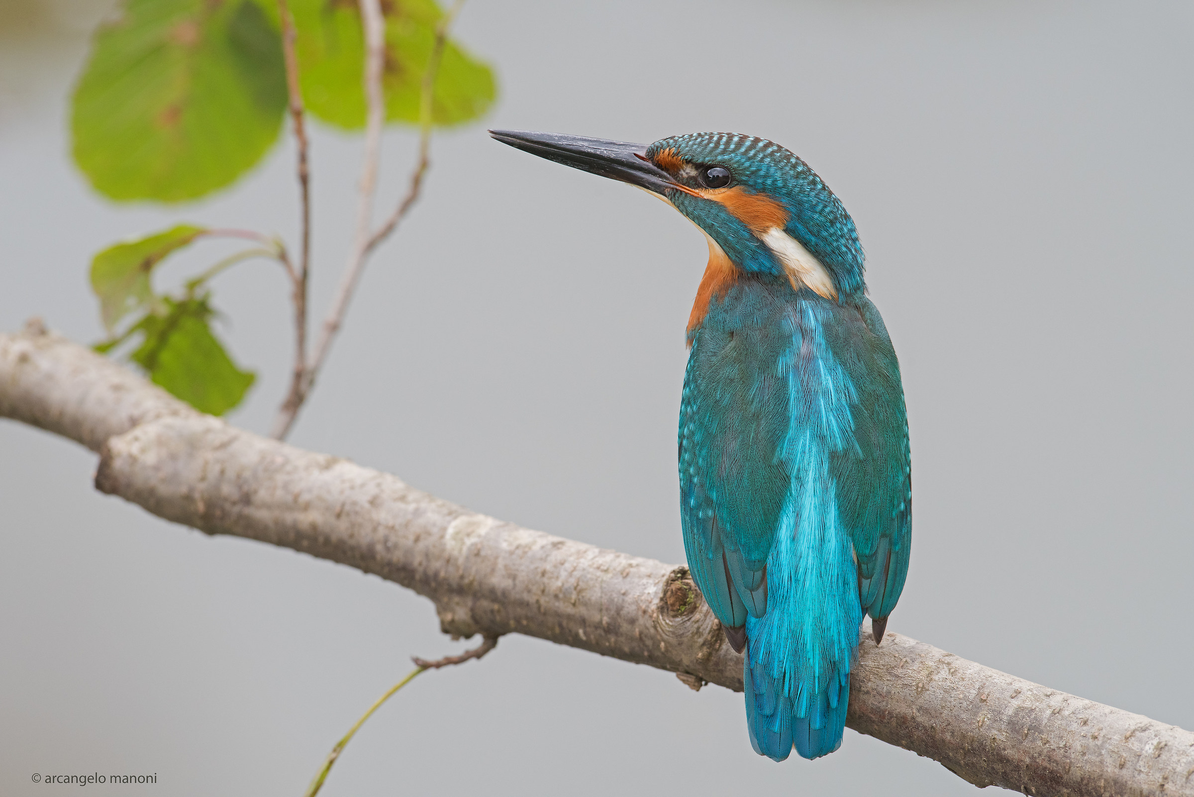 A Martino in the fog