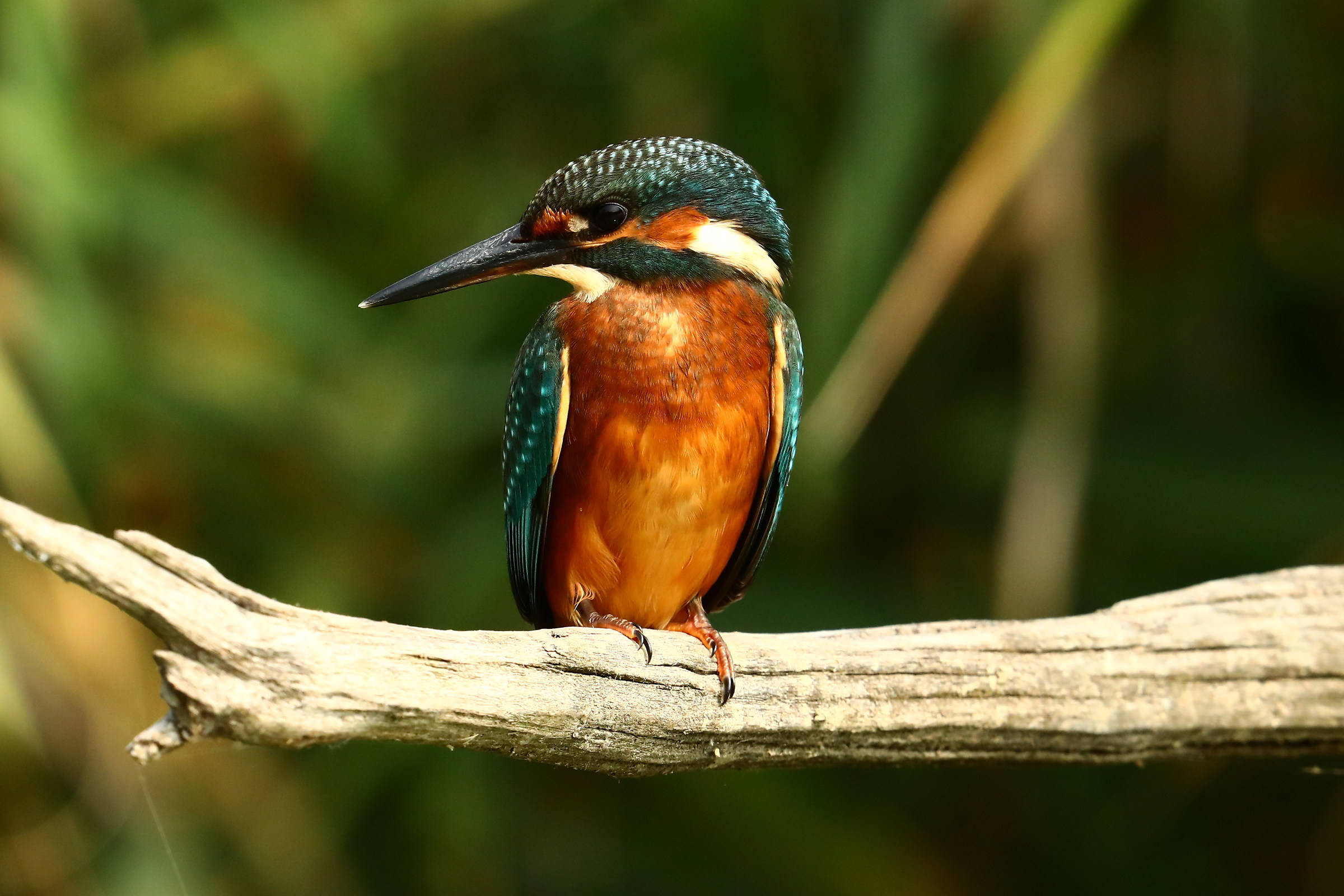 martino prima della pioggia