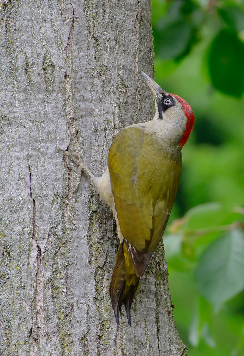 Picchio verde sul noce