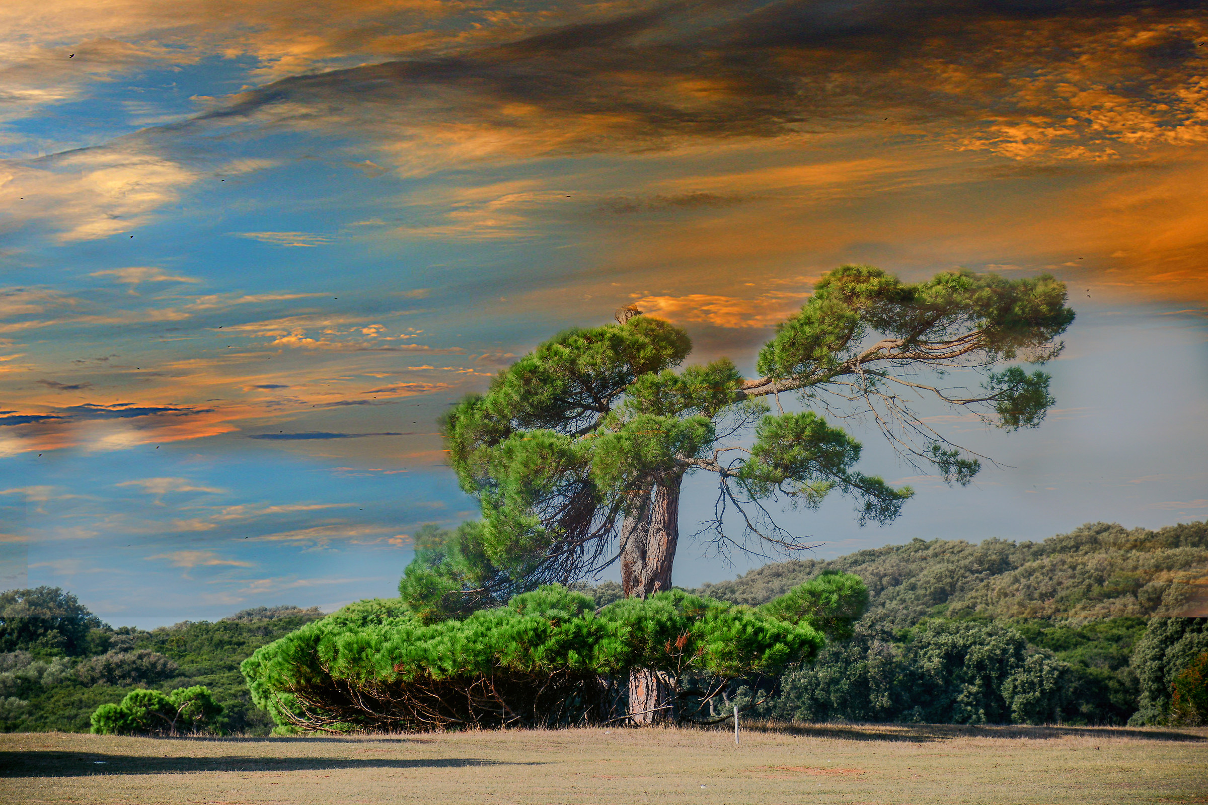 Leccio delle isole Brioni