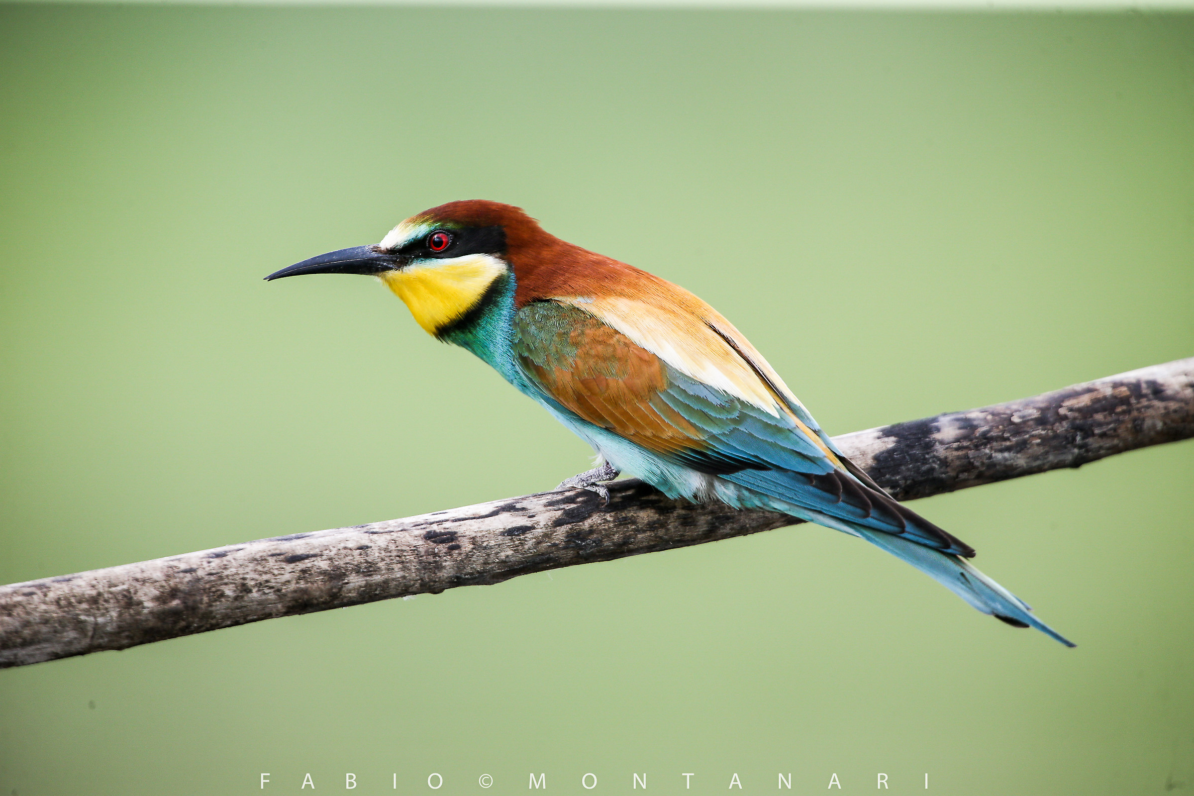 Bee-eater