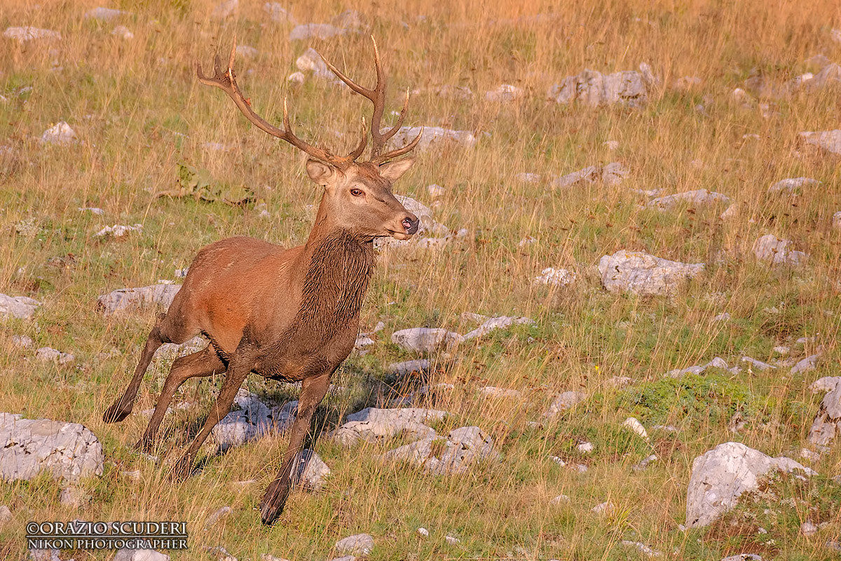 Cervus elaphus