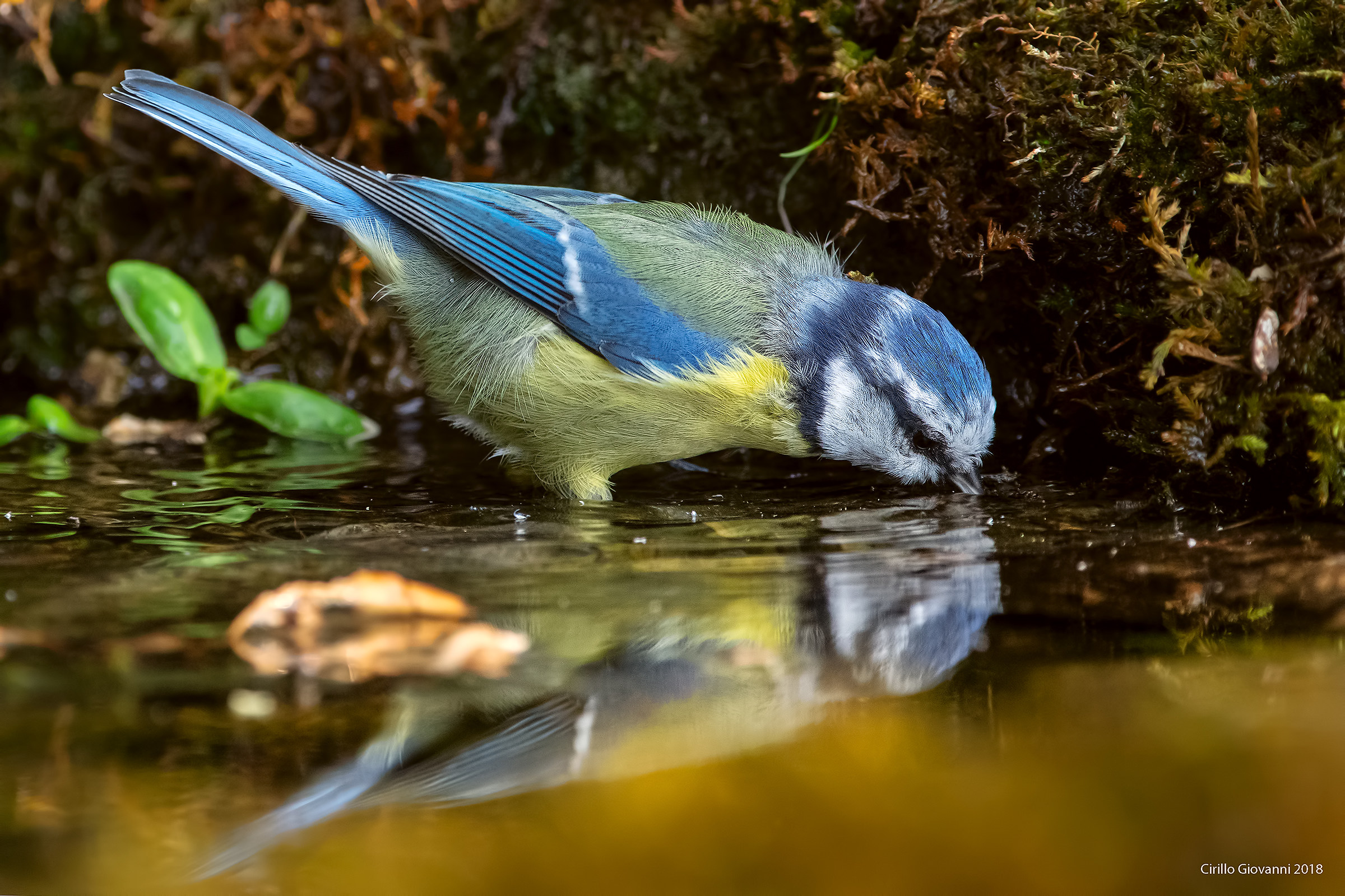 La cinciarella si specchia bevendo