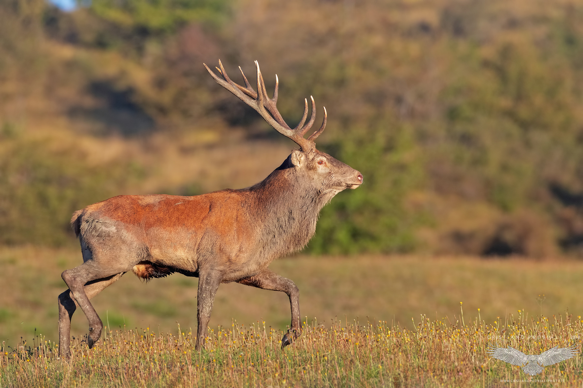 I primi colori autunnali... (Cervo maschio)