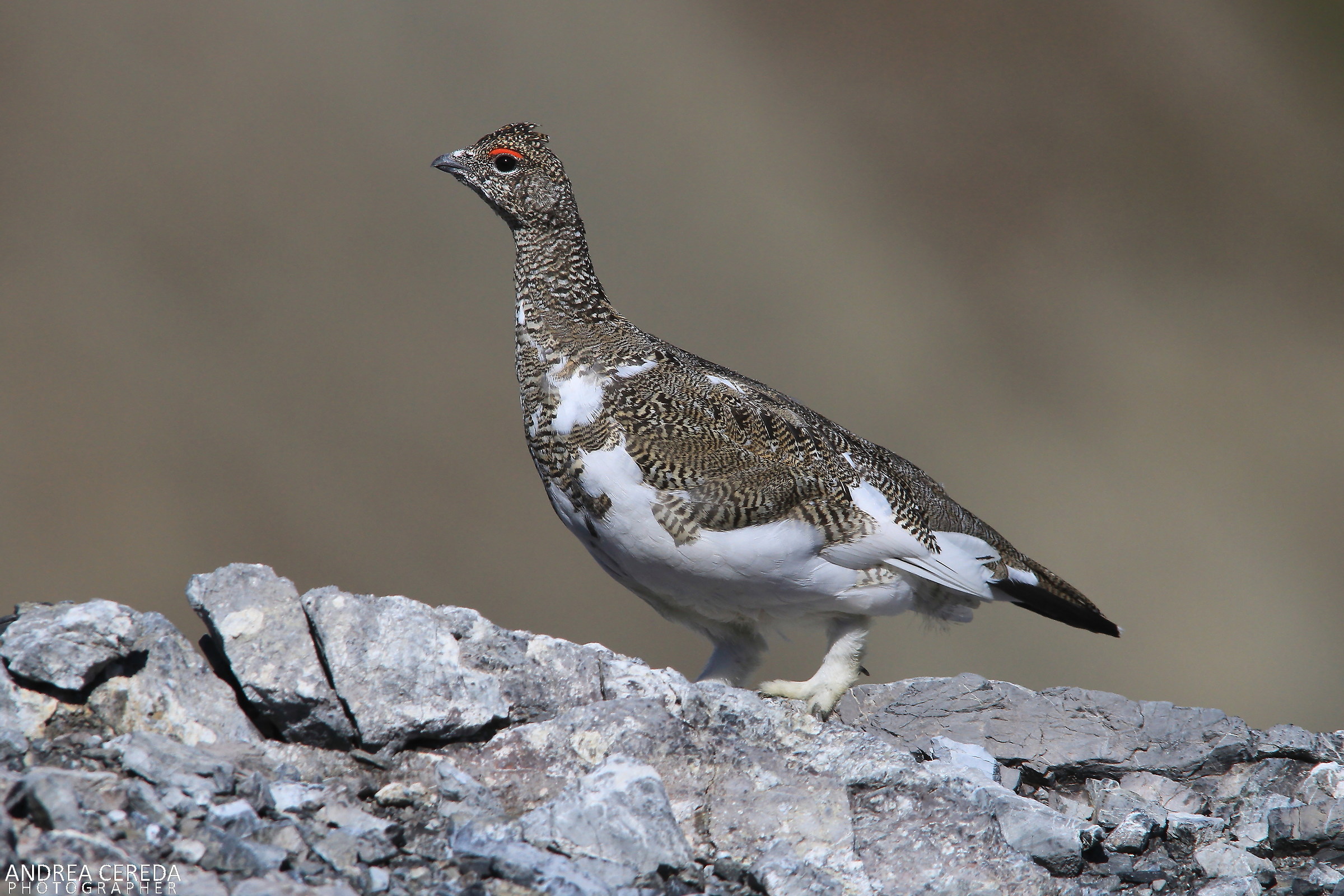Lag lagopus ssp Helvetica-White Partridge