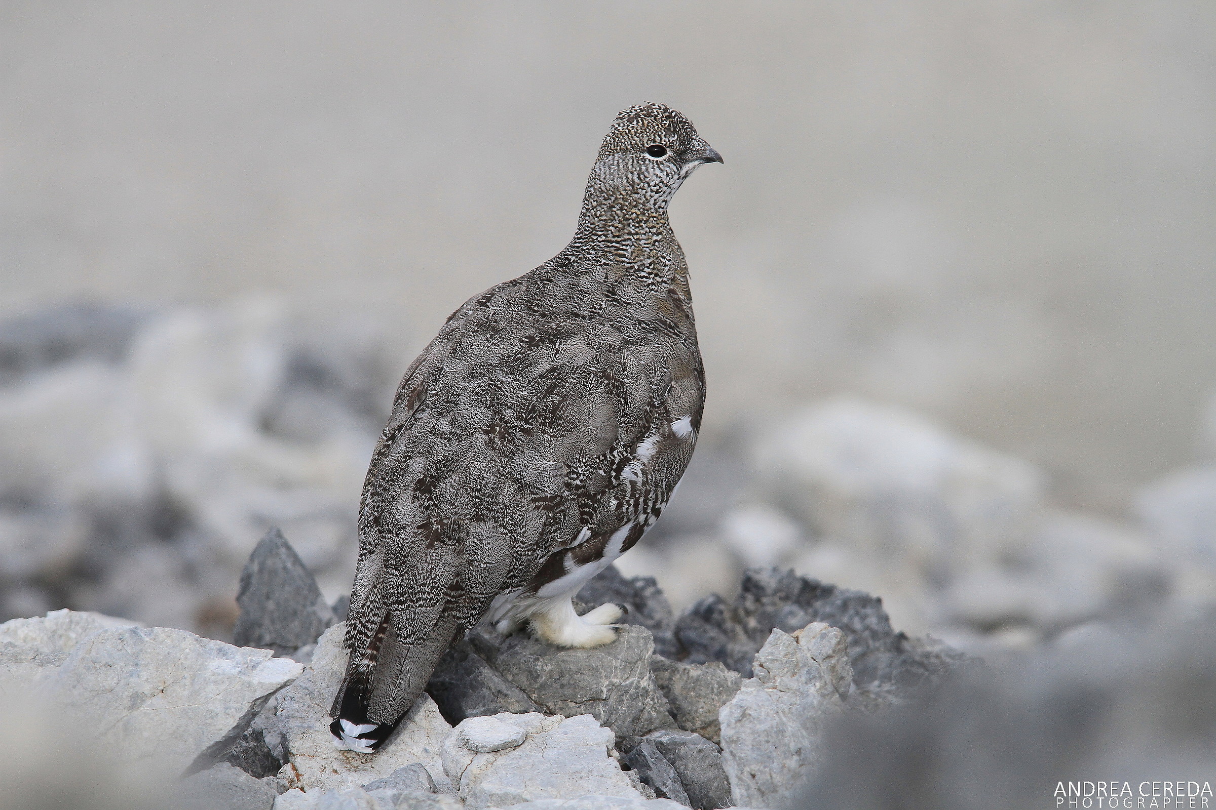 Lag lagopus ssp Helvetica-White Partridge