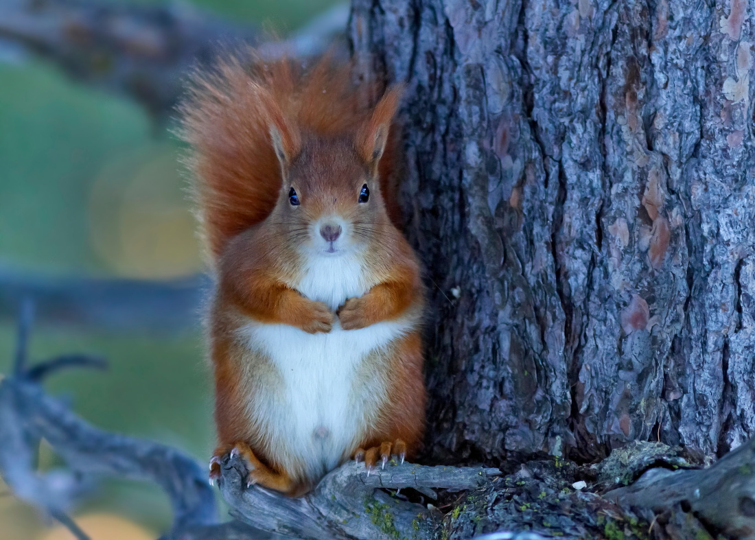 Placido Scoiattolo Rosso