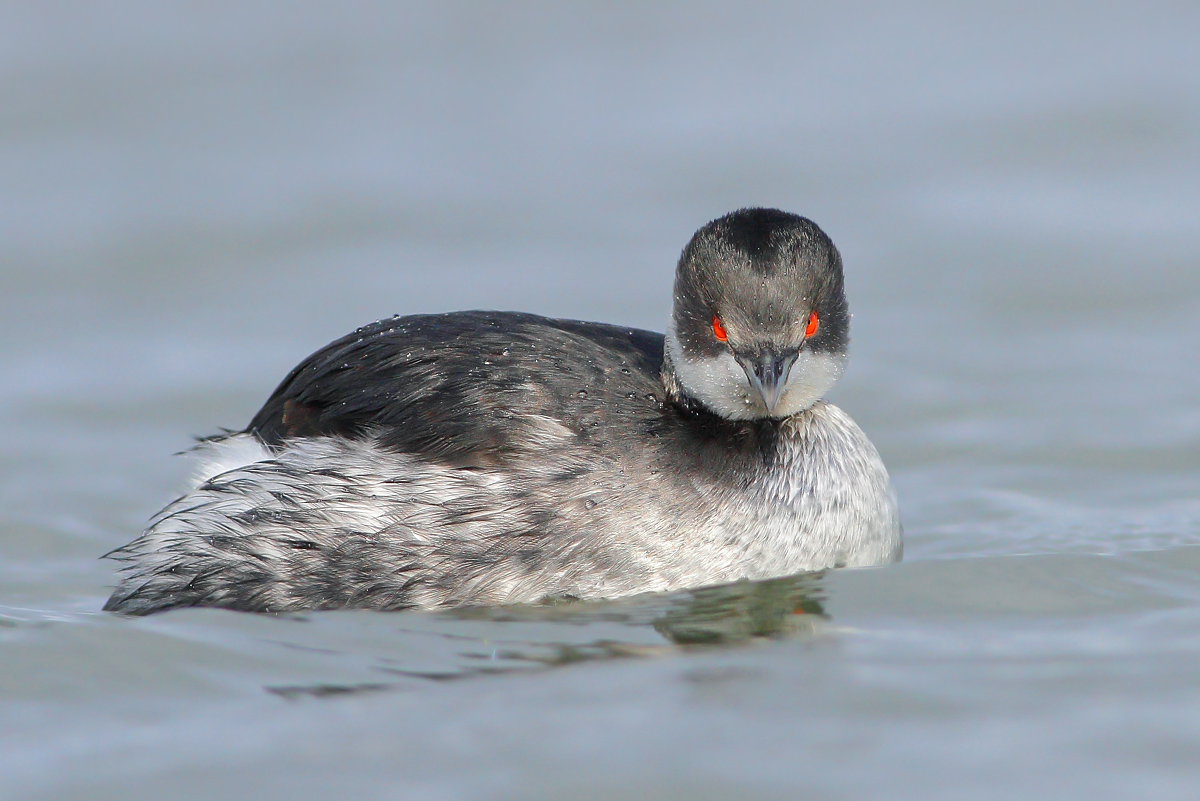Small Grebe