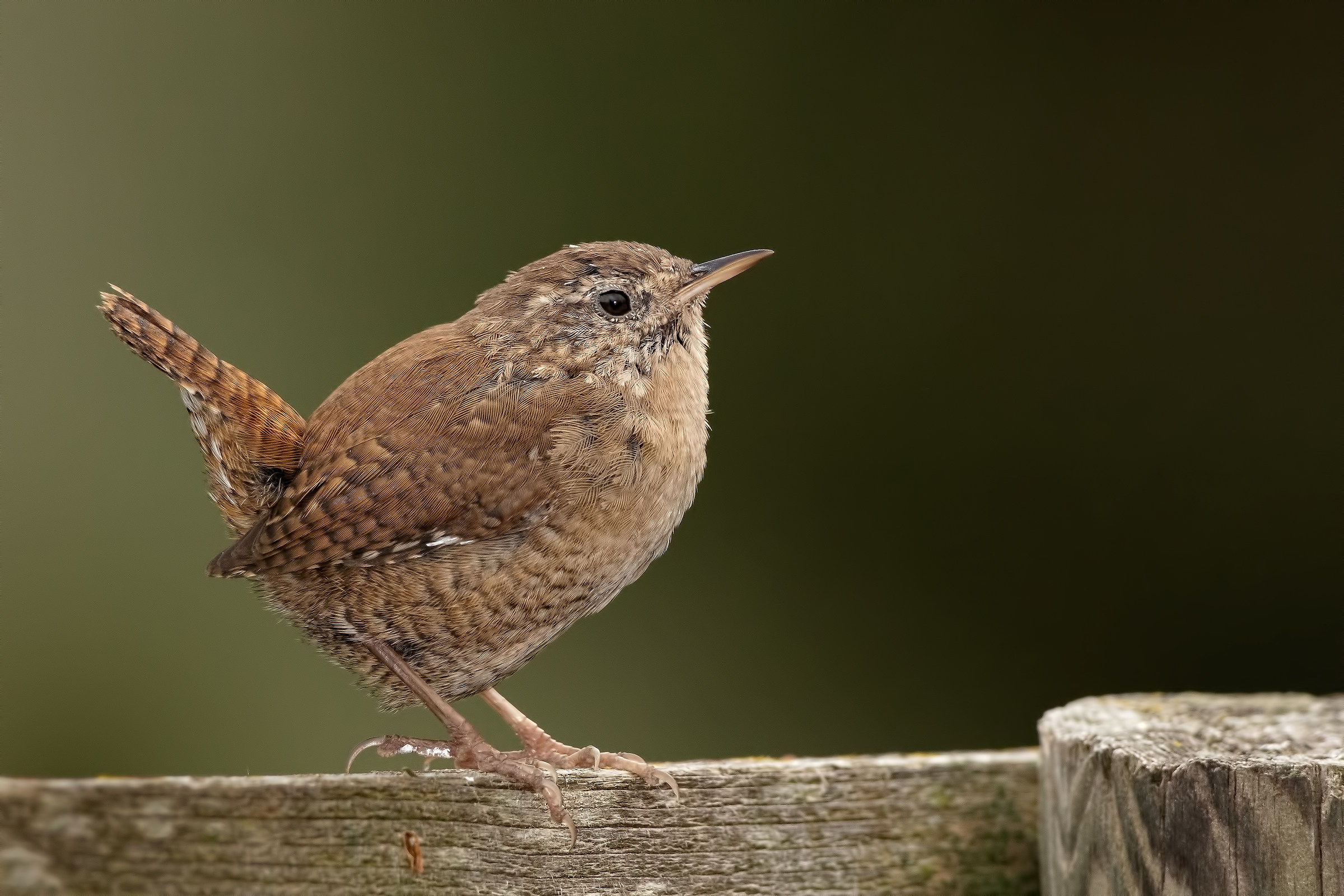 Scricciolo comune (Troglodytes troglodytes)