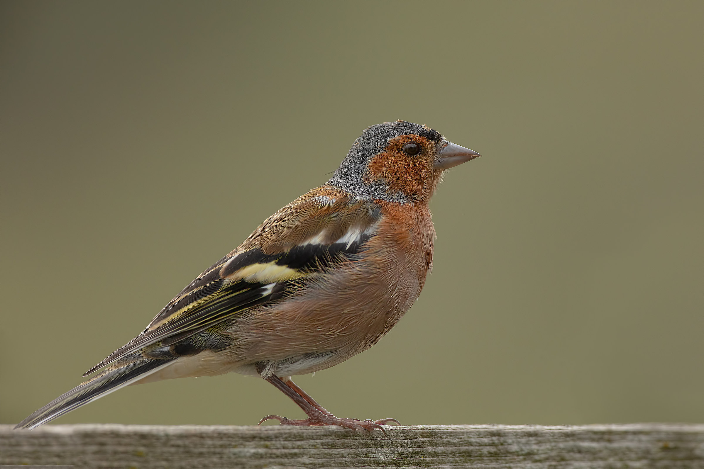 Fringuello (Fringilla coelebs)