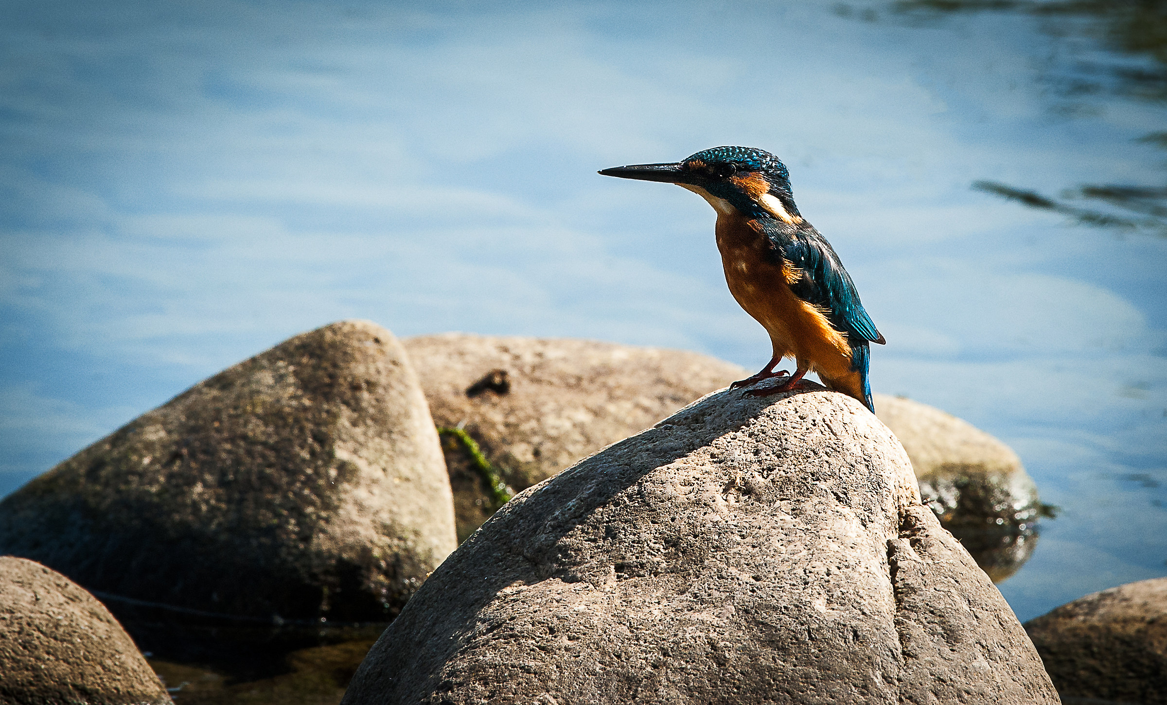 Kingfisher
