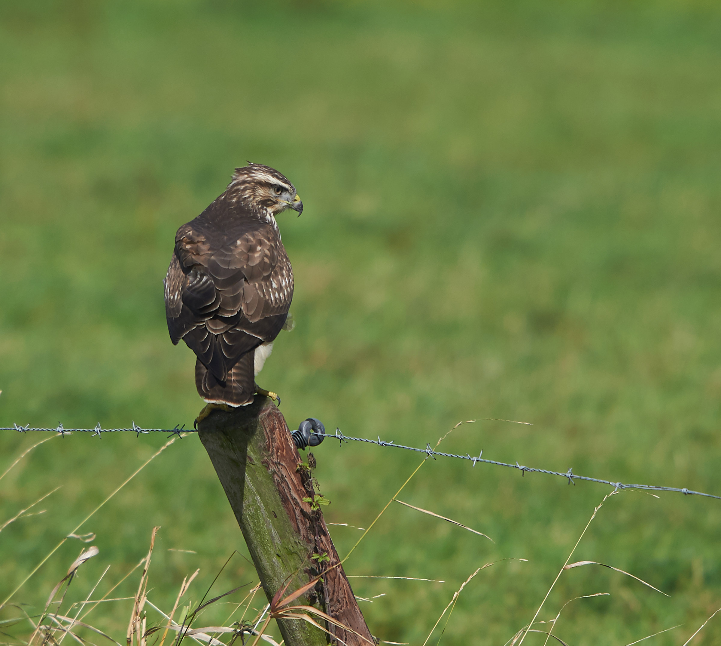 La Poiana rileva la preda 1