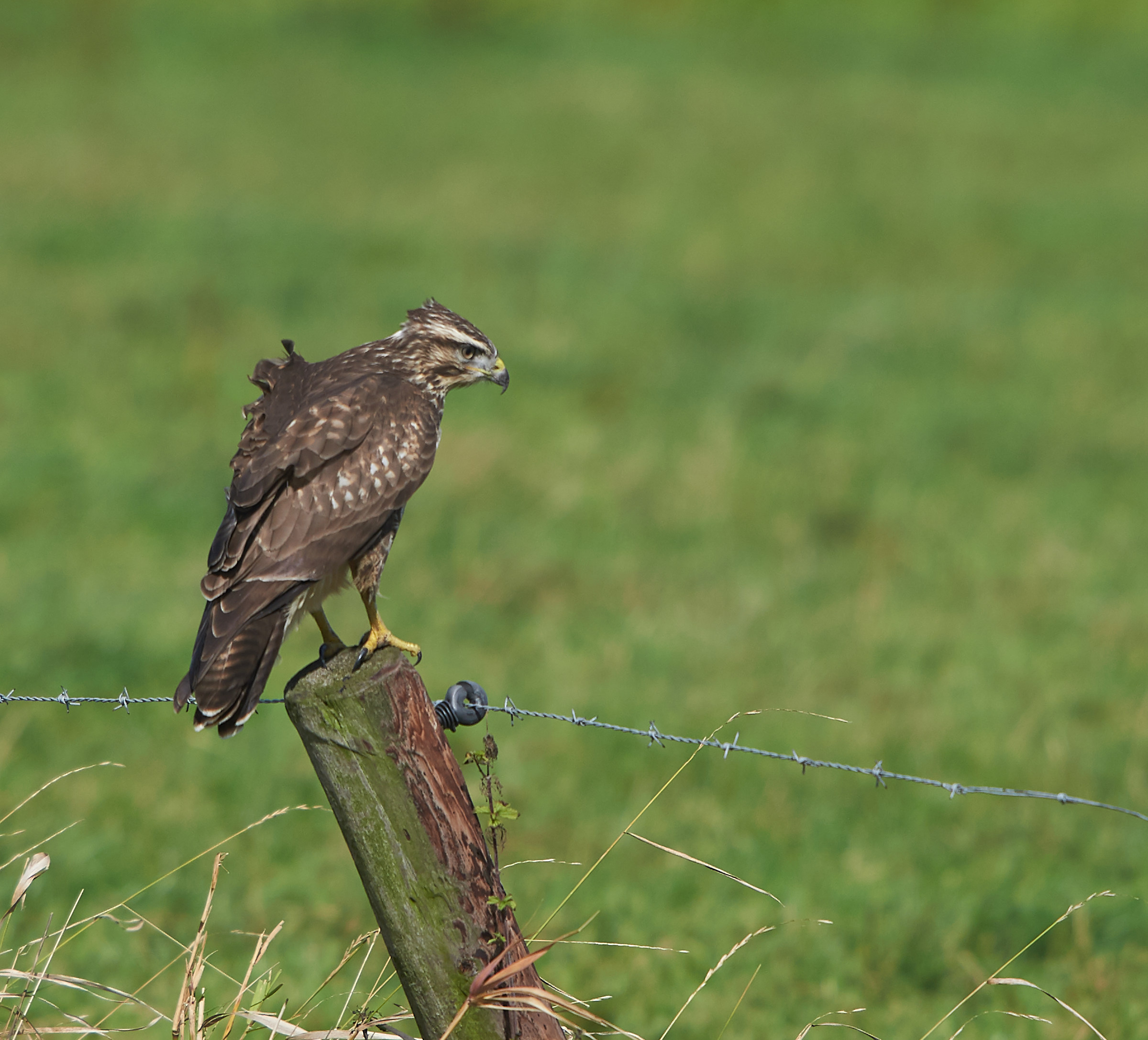 La Poiana rileva la preda 2
