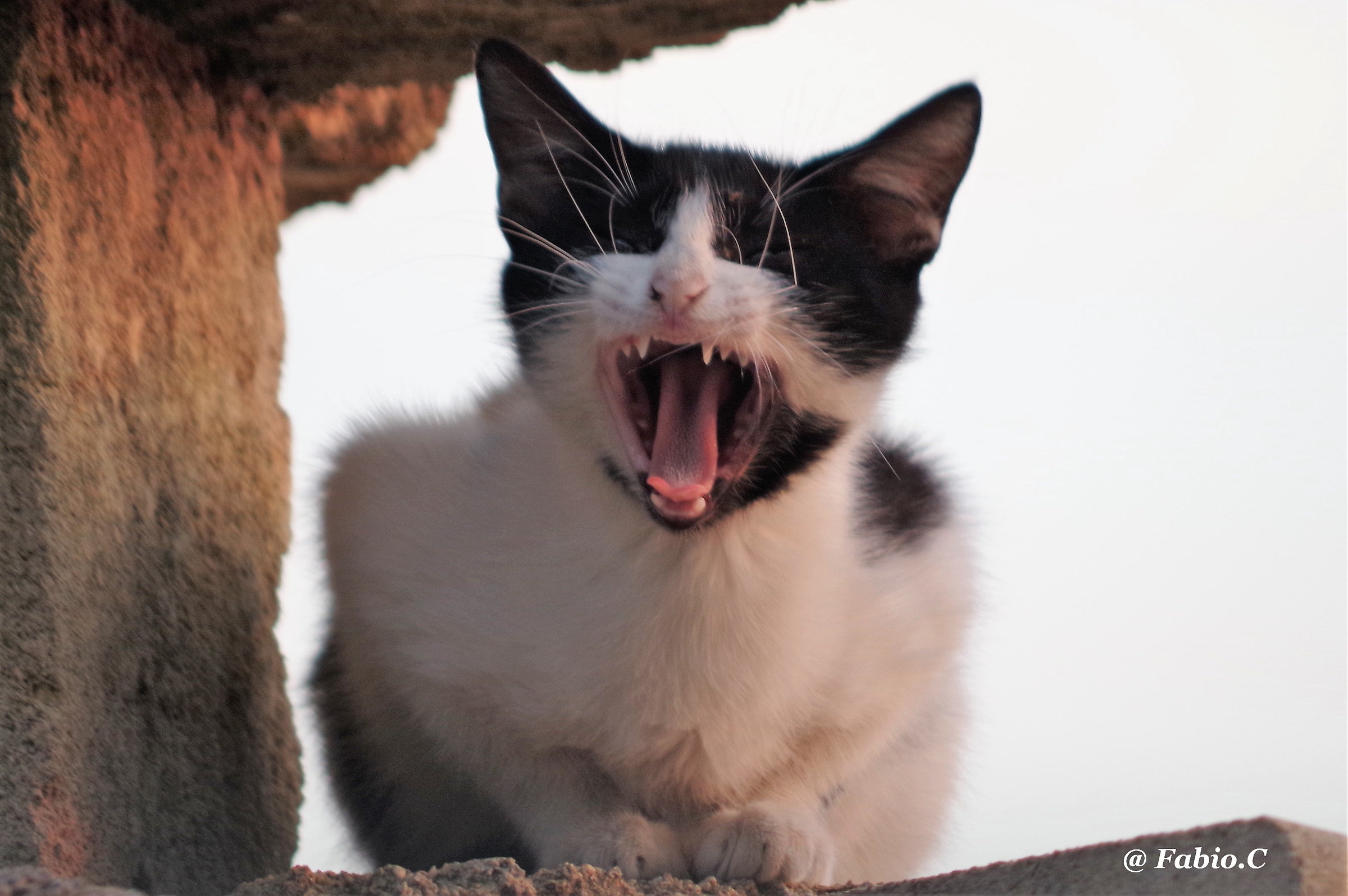 The Roar.......... of the kitten.