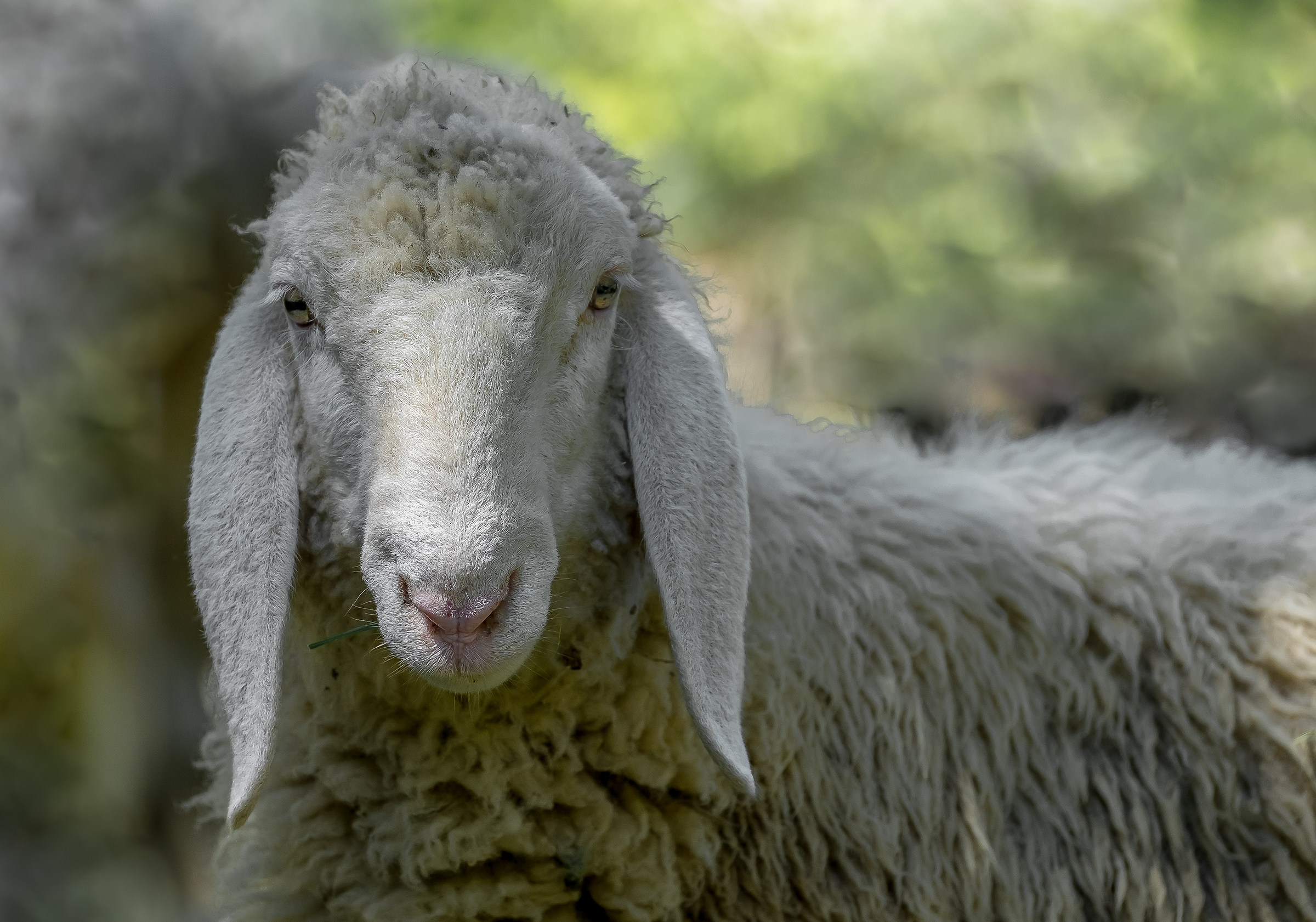 la pecora che fissa l'uomo.......