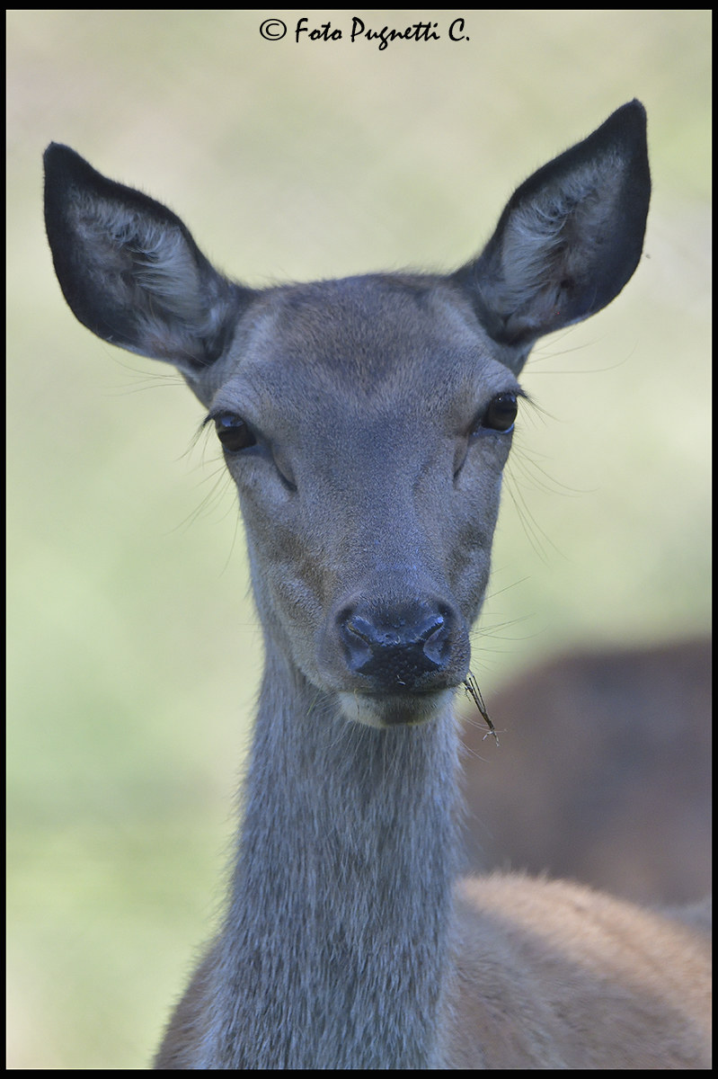Portrait of Roe Deer