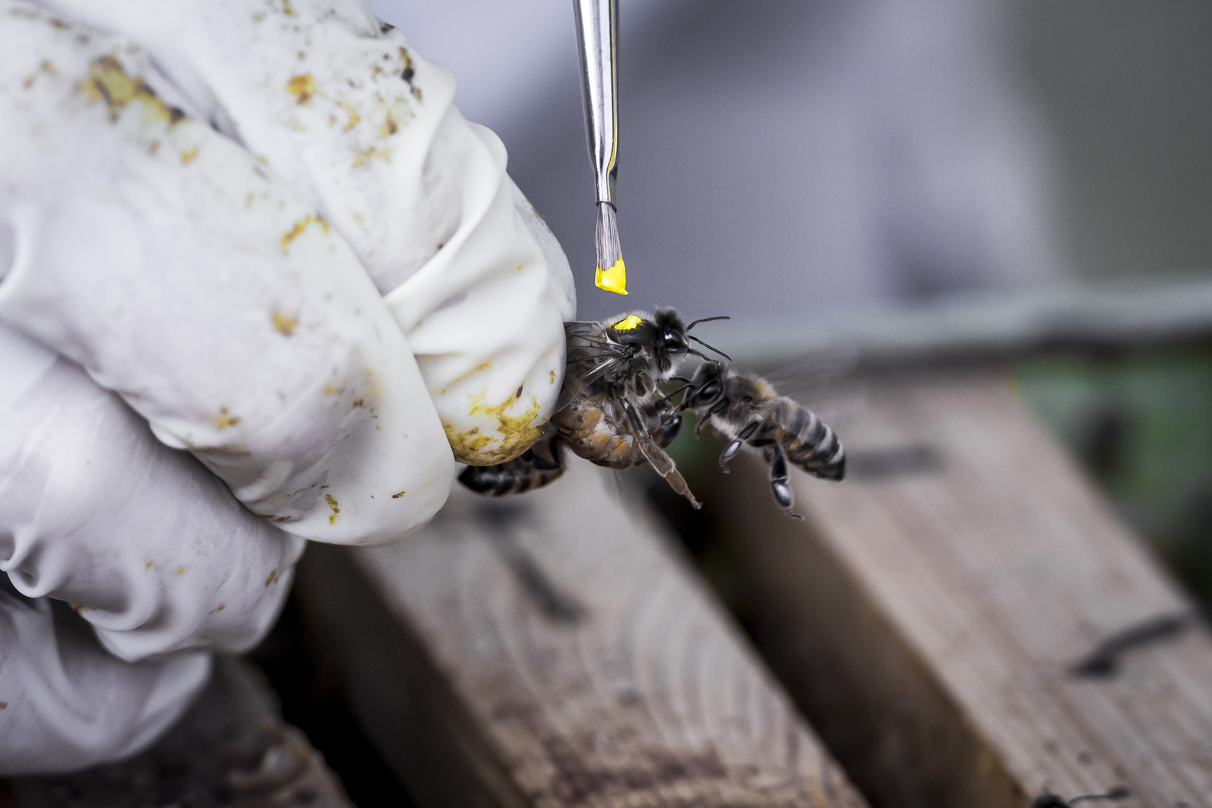 marchio sulla regina