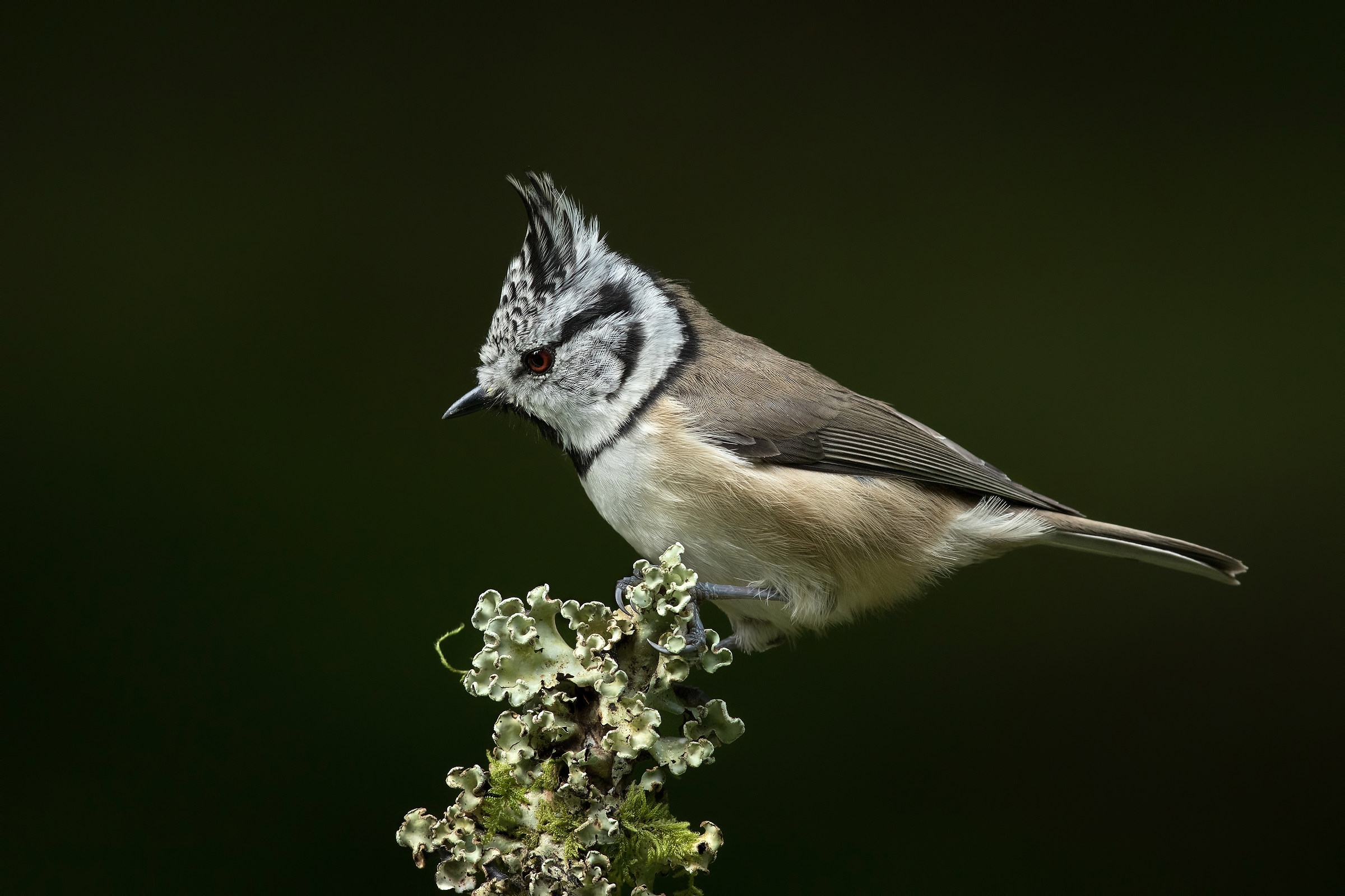 Cincia from the Tuam