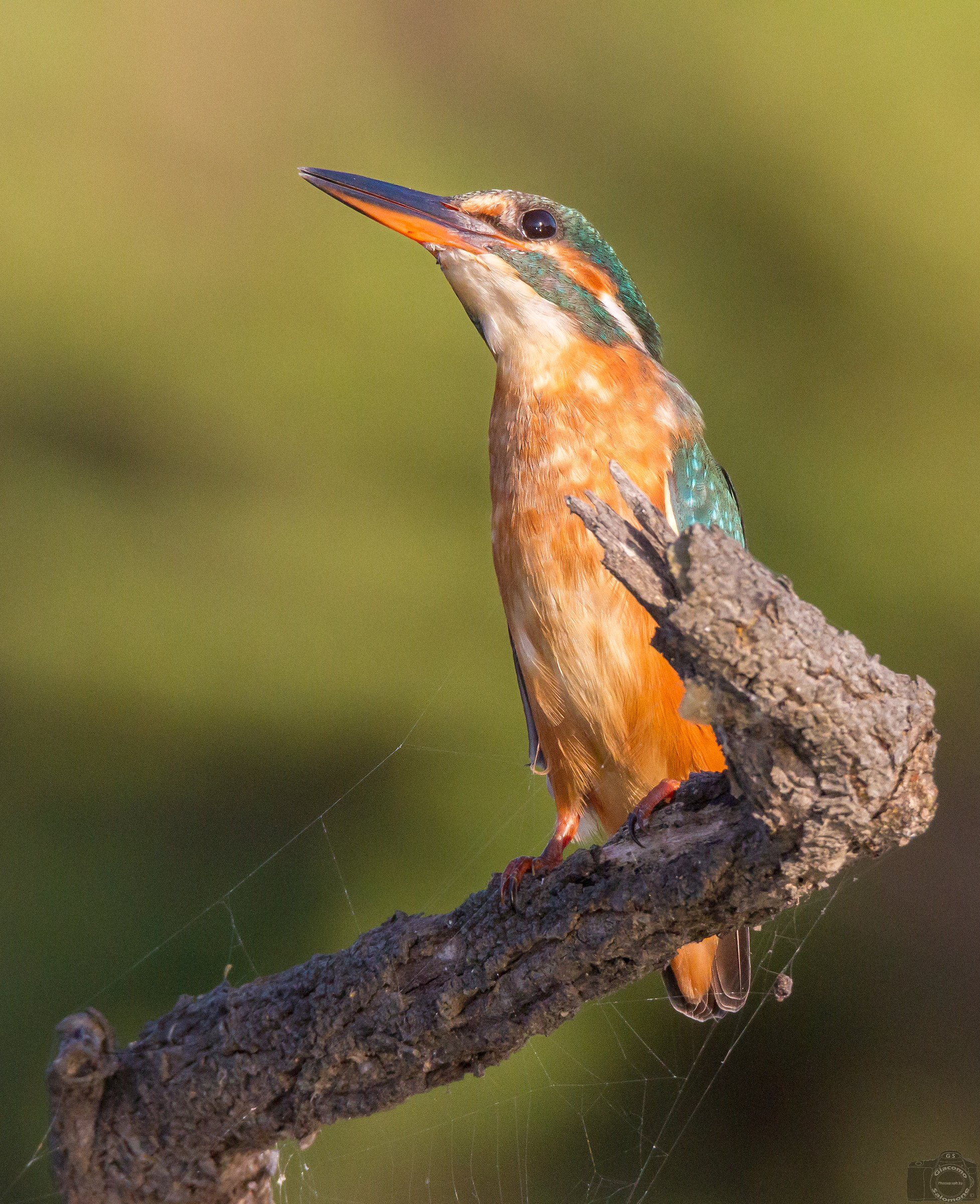 Kingfisher between the web