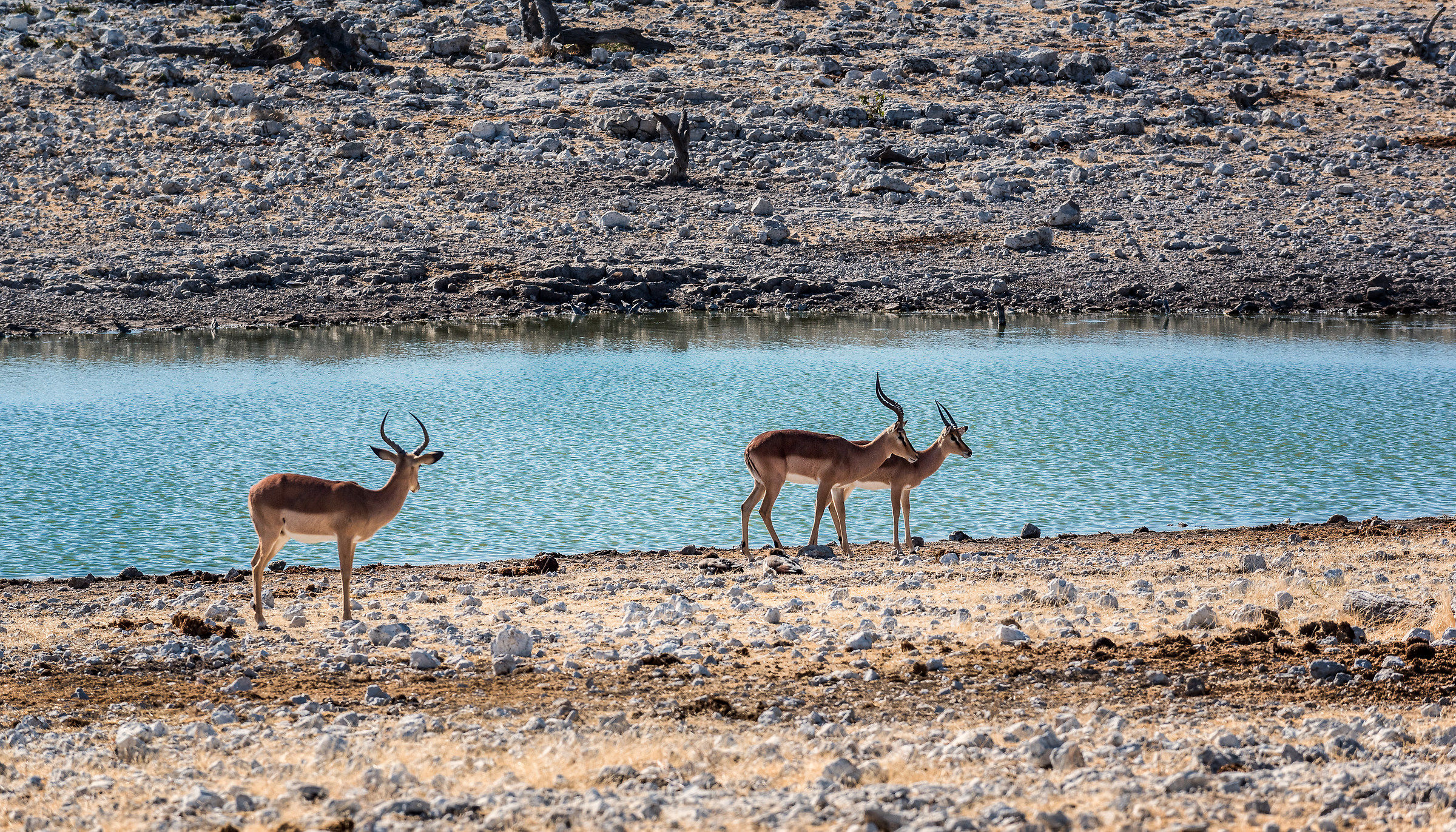 Incontri ravvicinati