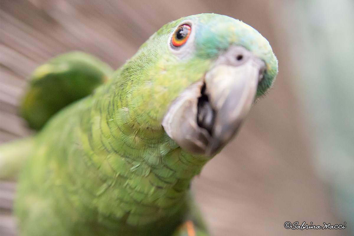 Birba il pappagallo del Parco delle farfalle di Bordano
