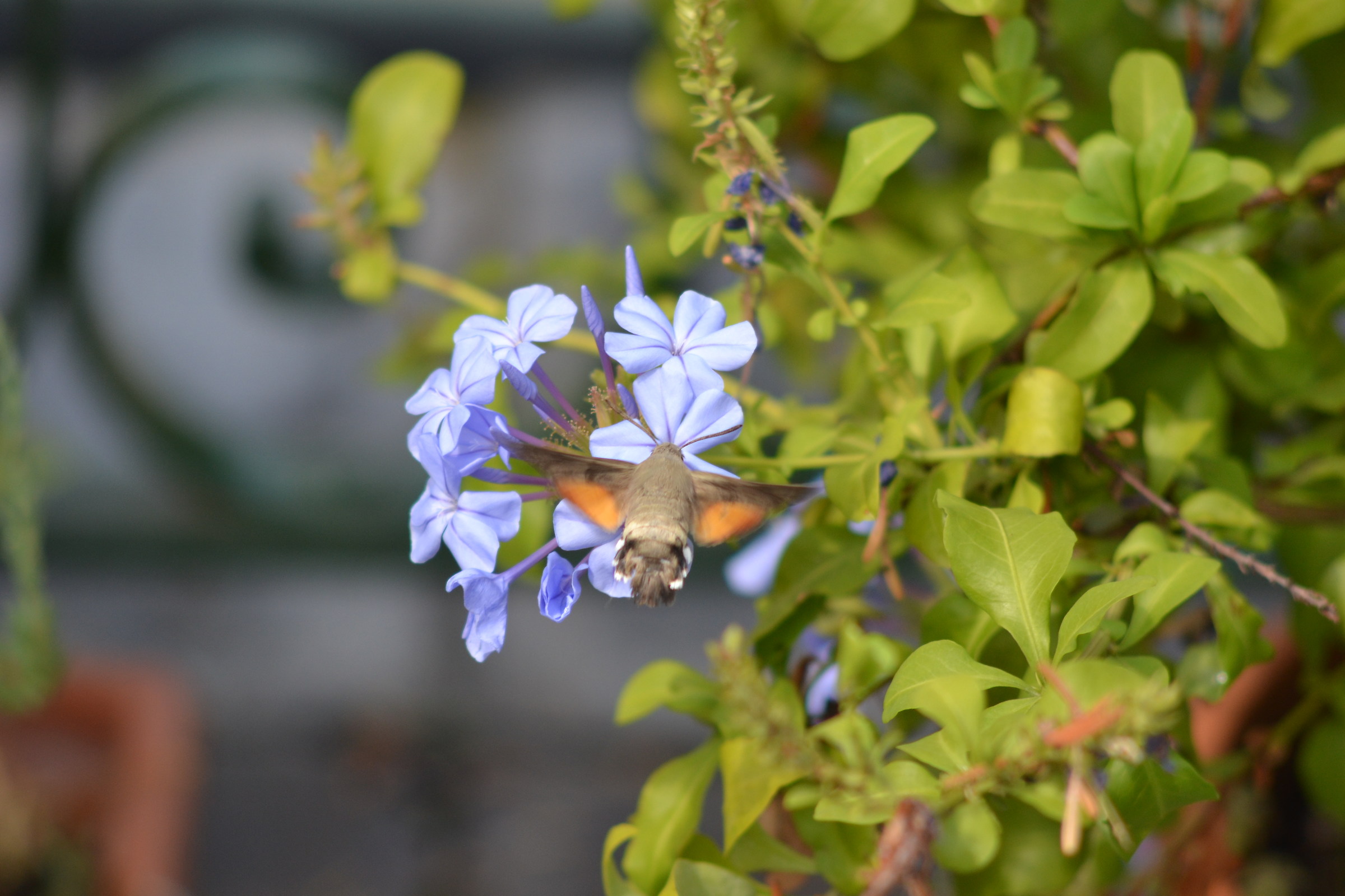 Macroglossum stellatarum