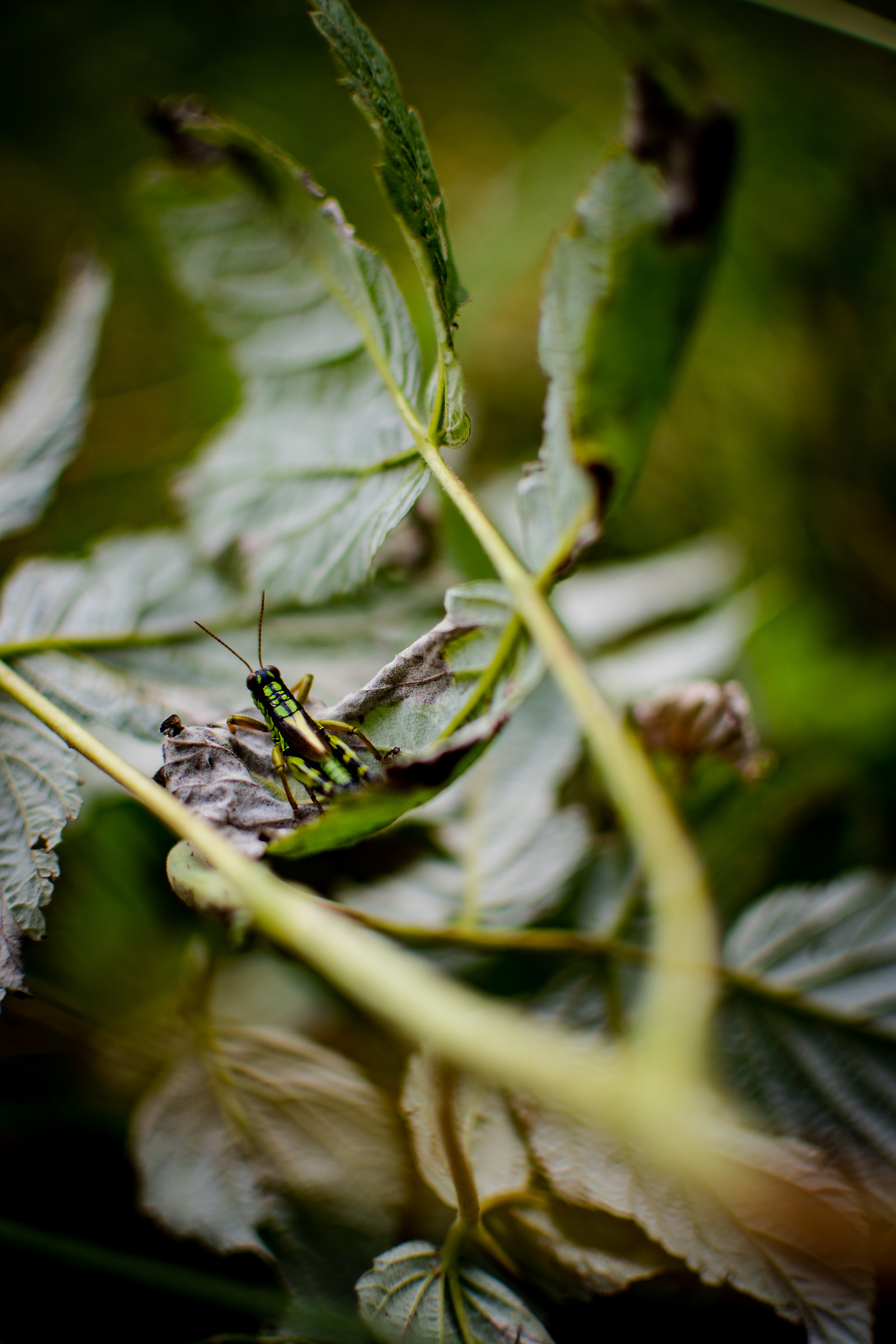 Grillo tra le foglie