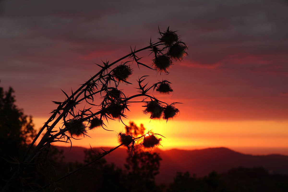 Thistles in red