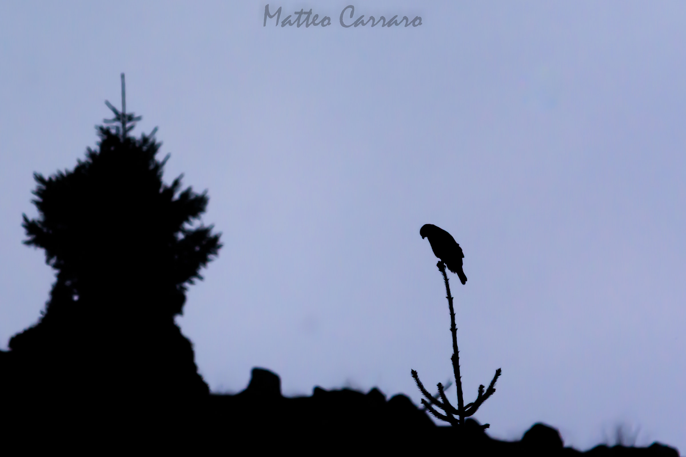 Dawn Buzzard on Backlight