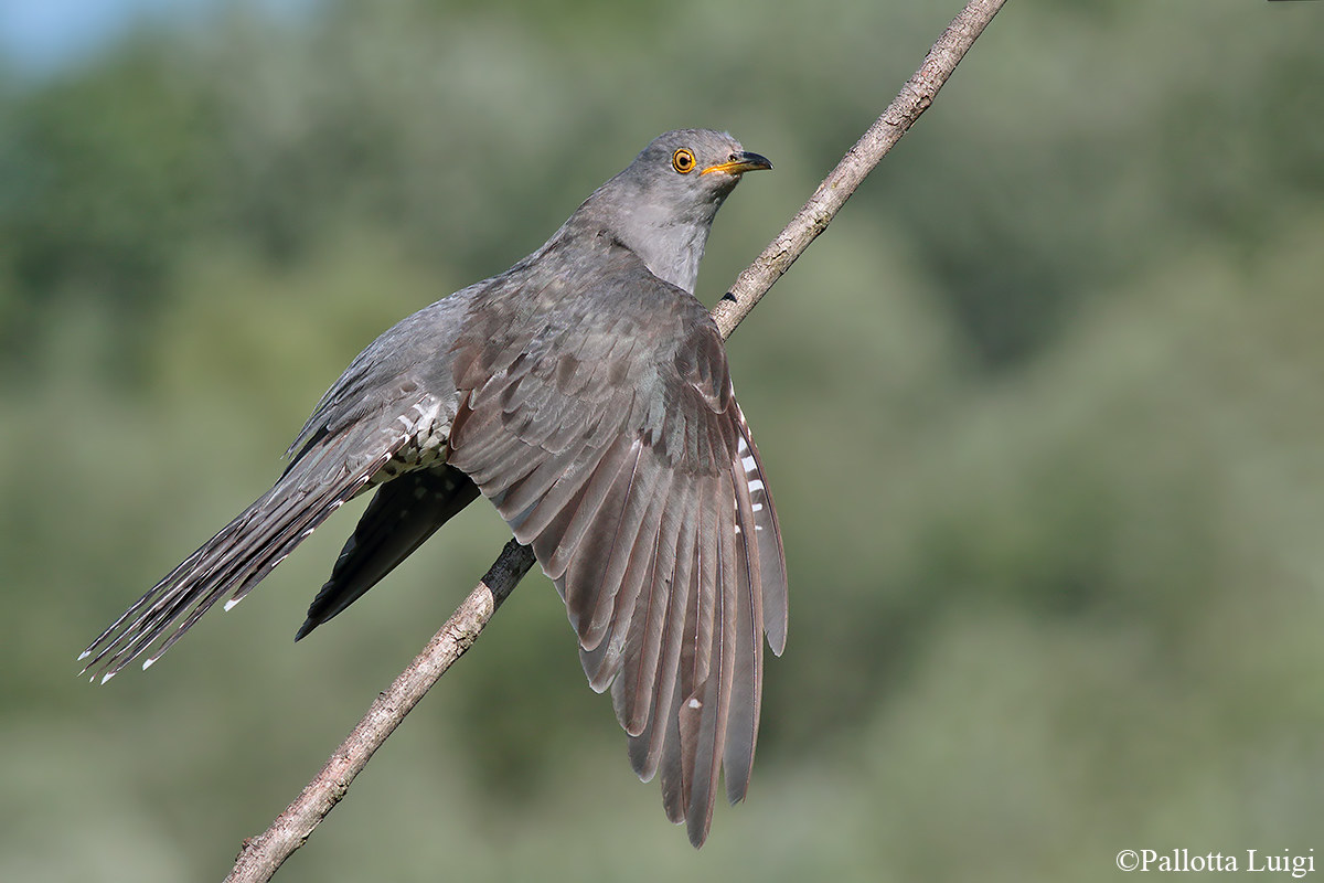 Cuculo (Cuculus canorus)
