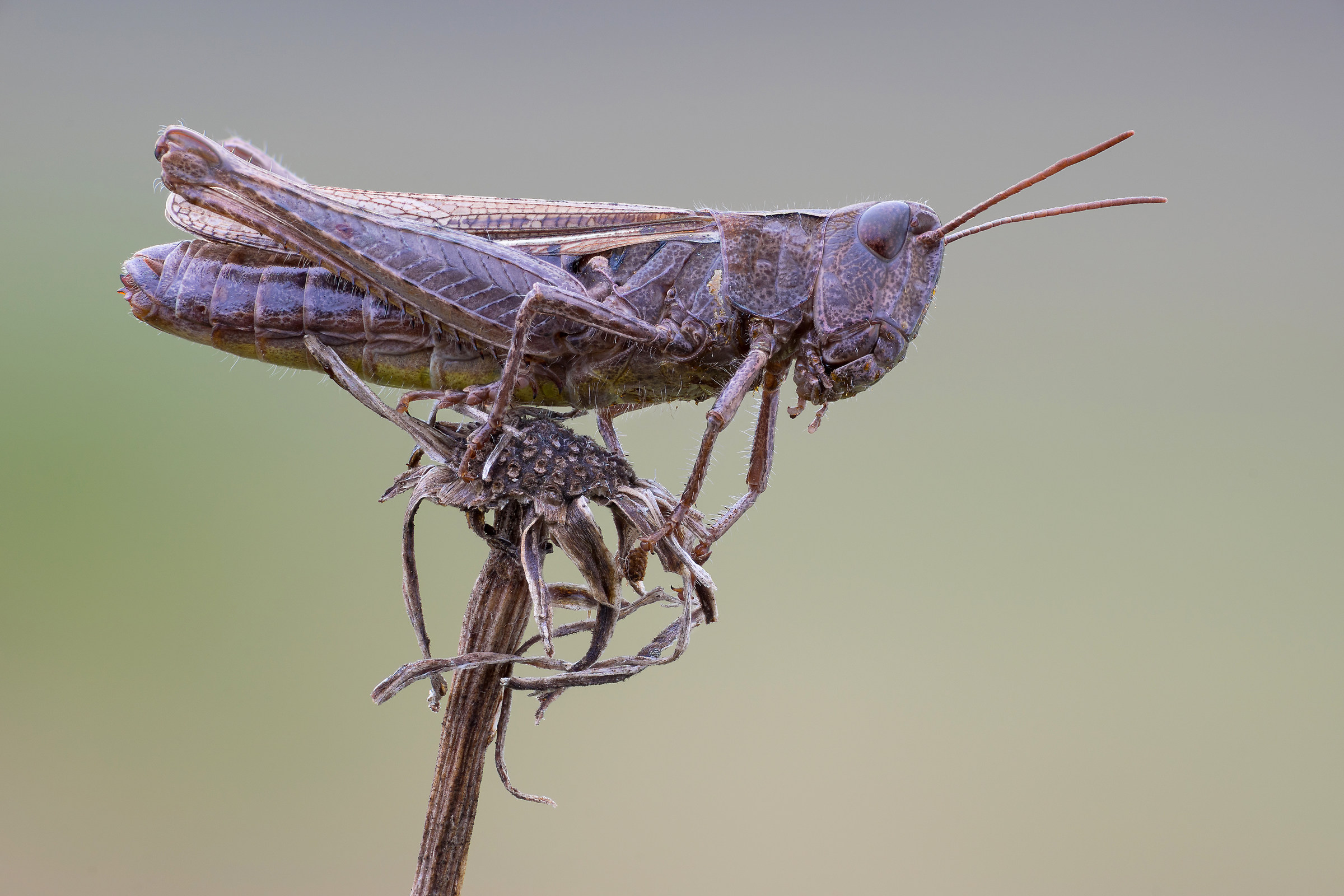 Chorthippus dorsatus