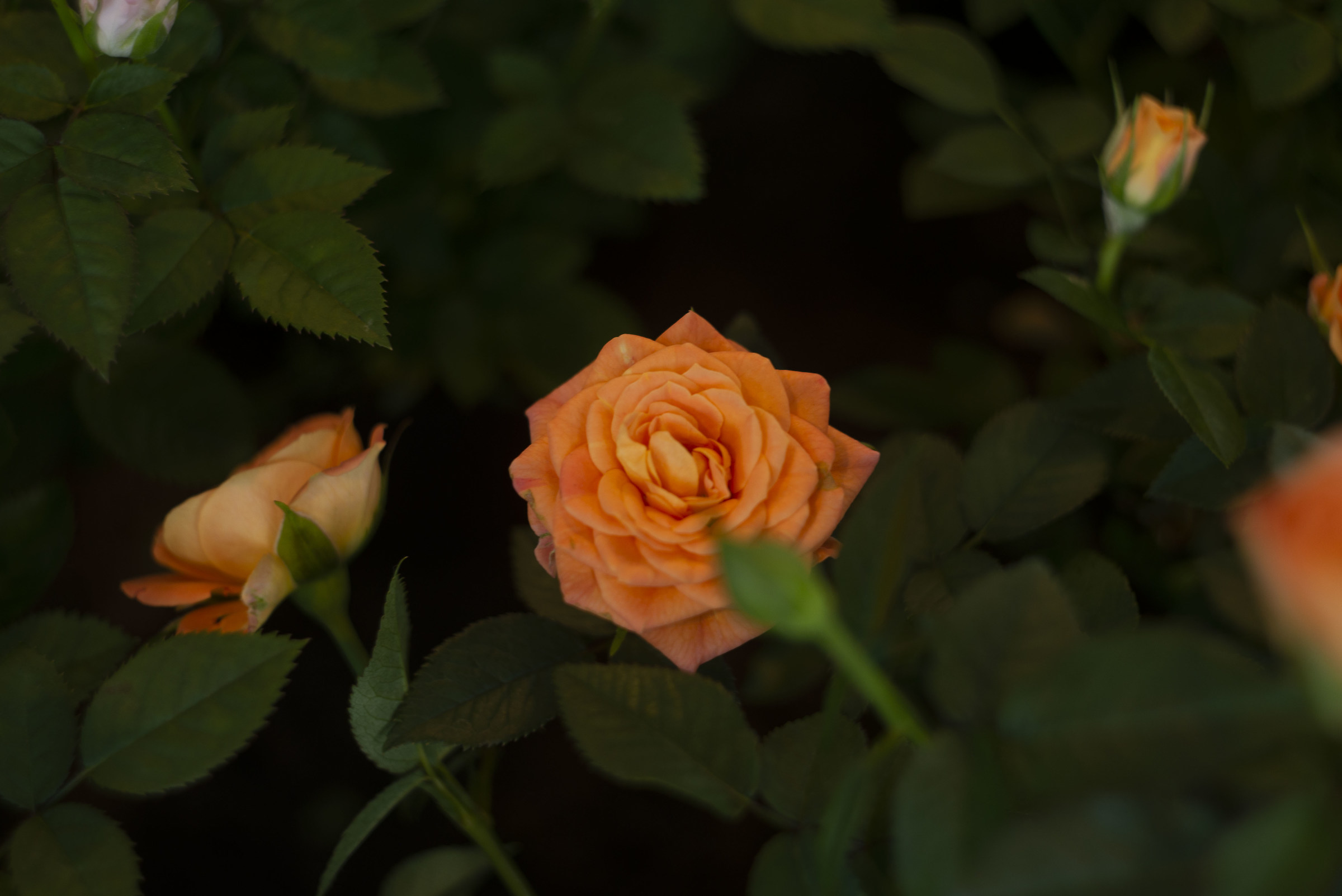 Rose