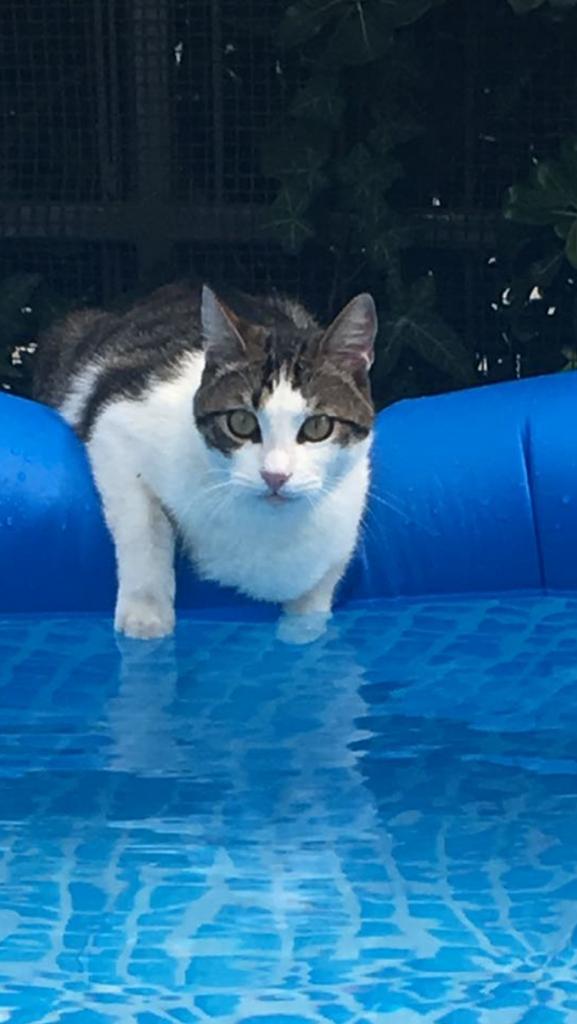 Carla, gatta acquatica