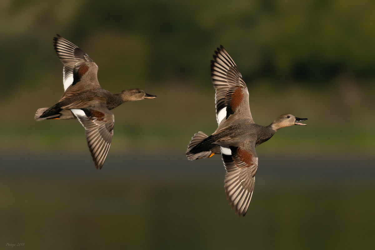 Gadwalls