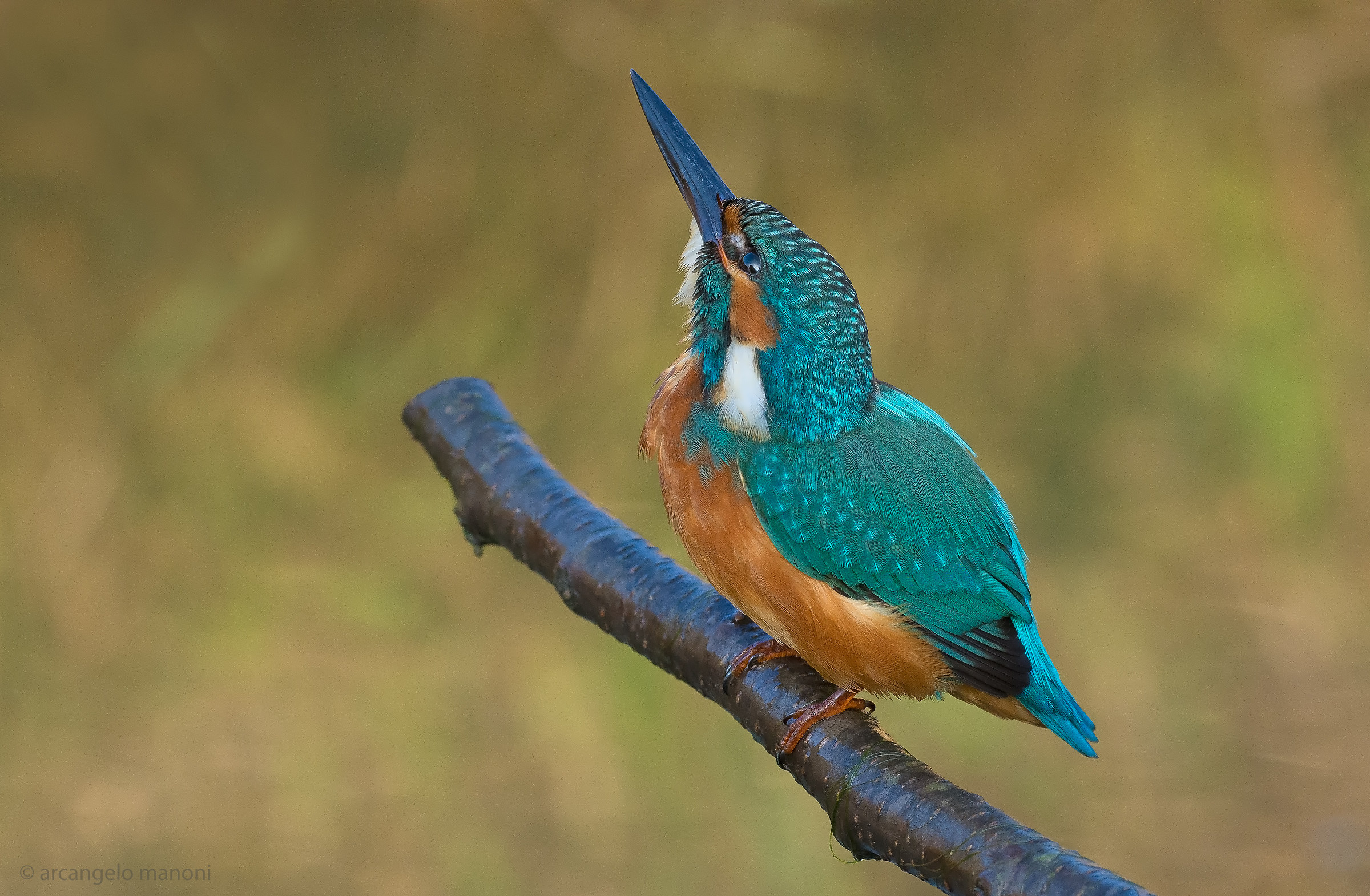 With a glance at the sky