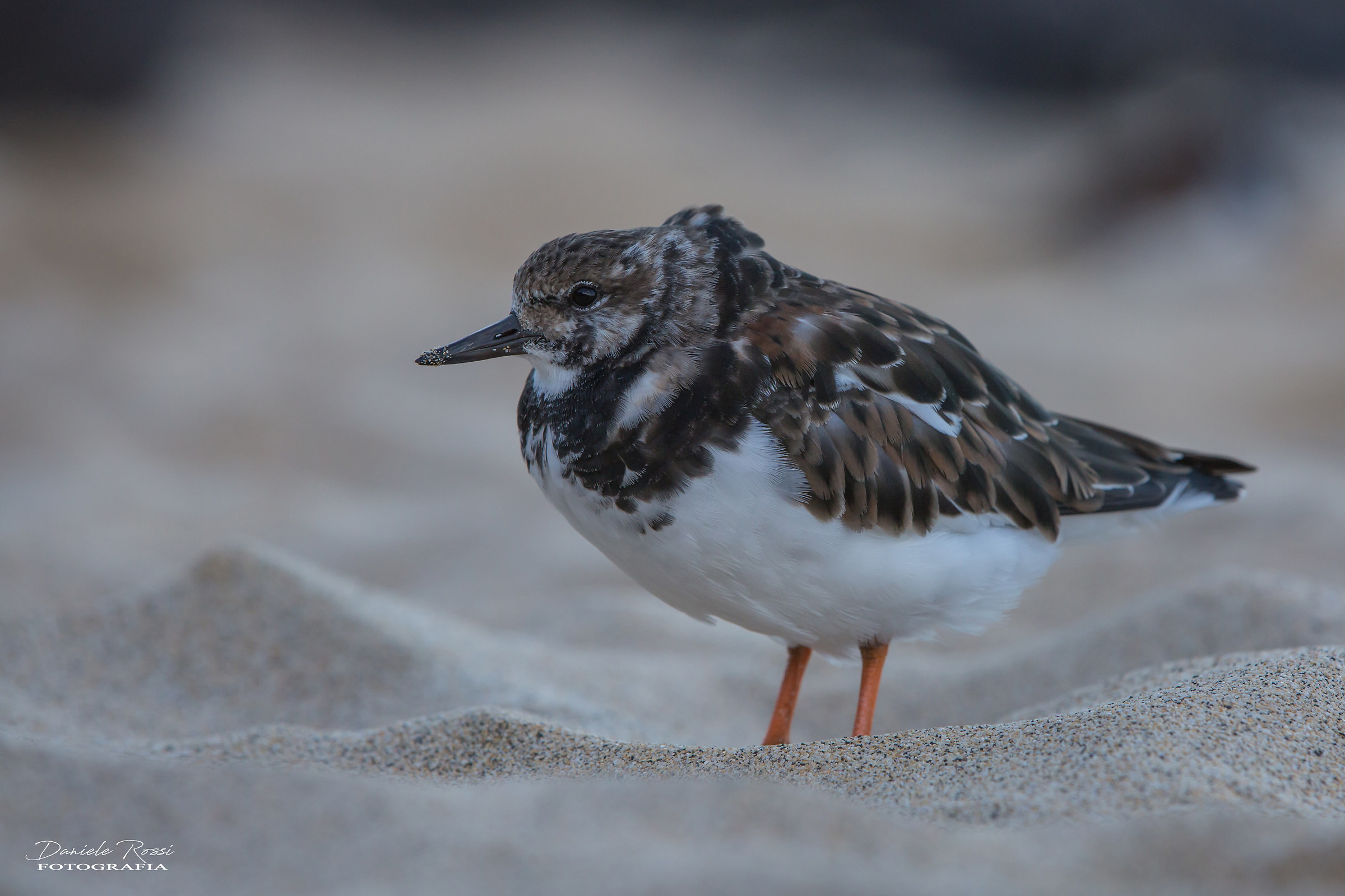 Voltapietre di Fuerteventura