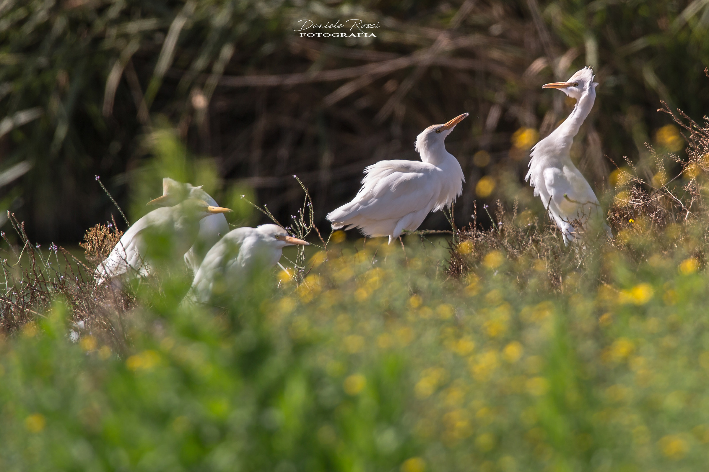 Guardabuoi in discussione