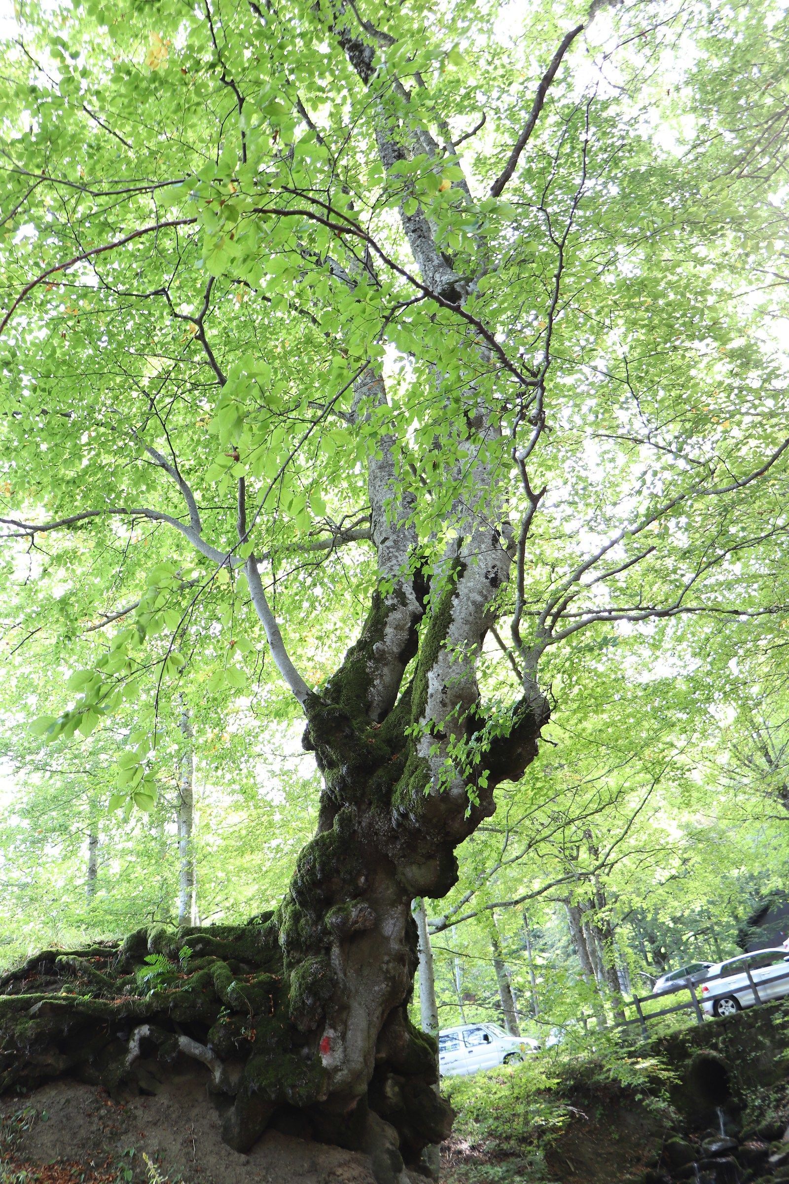 Uno splendido albero ci ha accolti