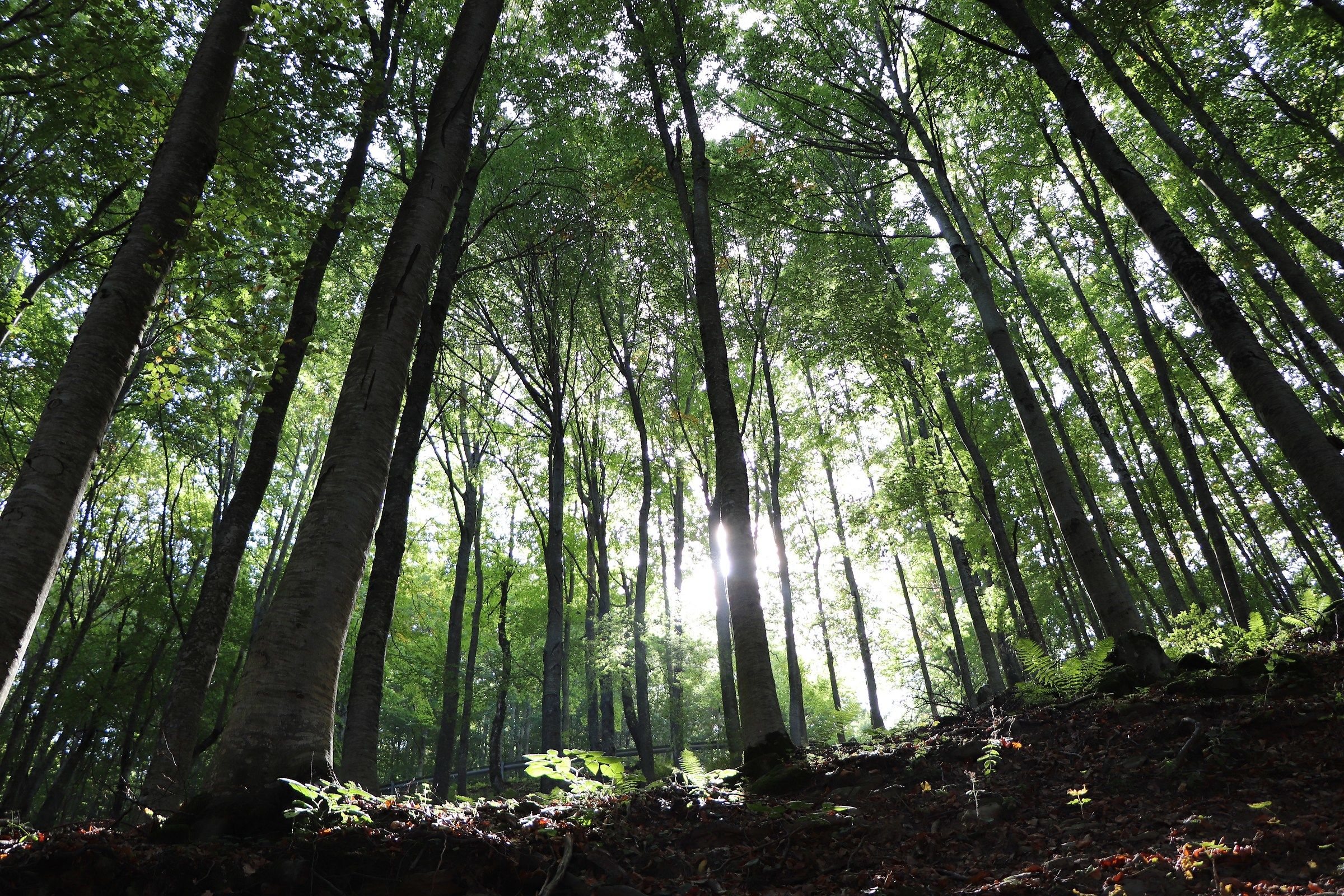 La luce tra gli alberi, un effetto emozionante