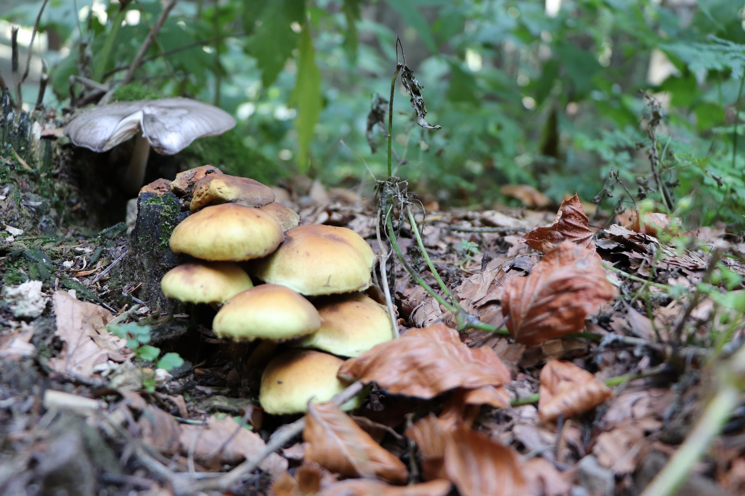 Prodotti del sottobosco