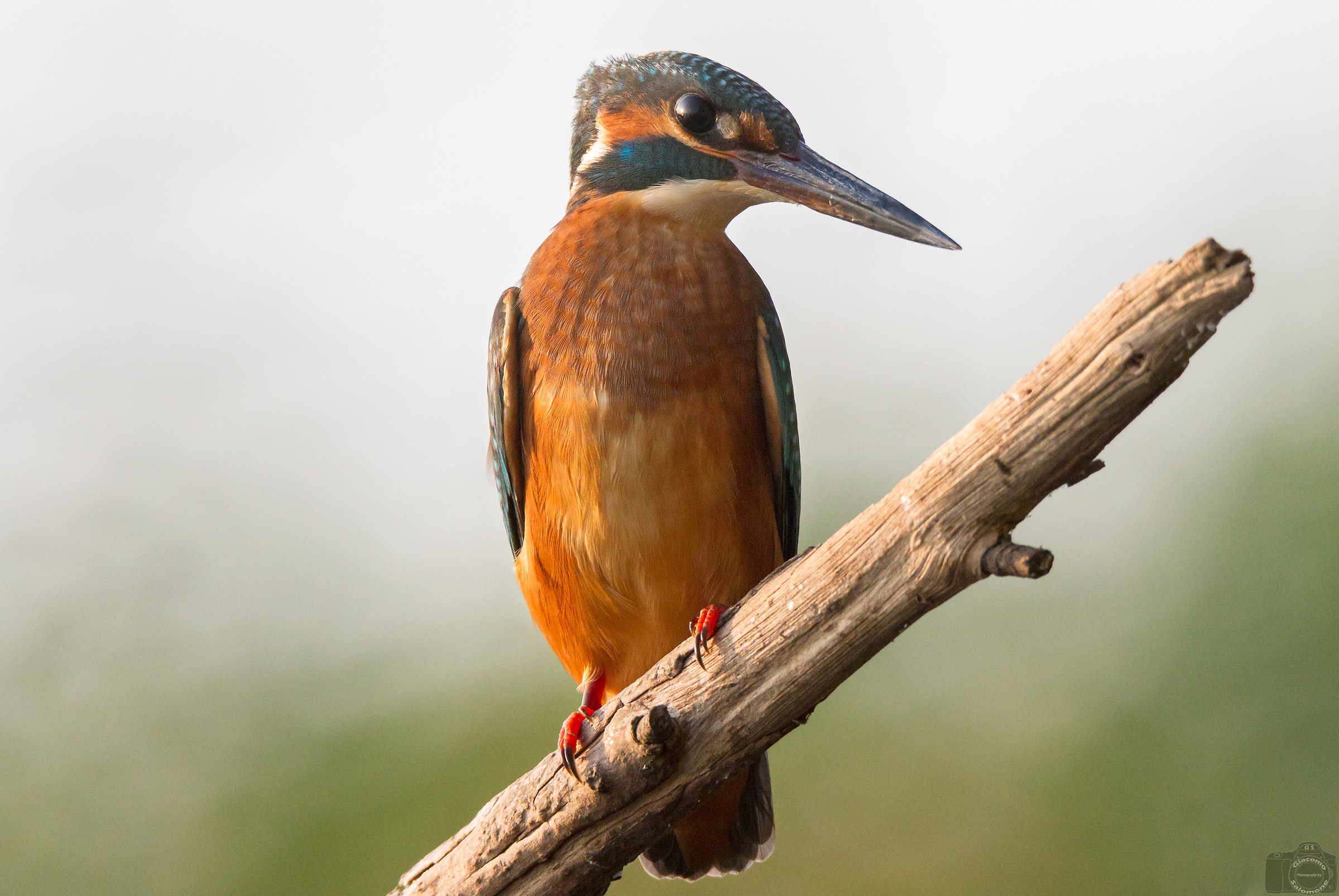 Kingfisher at sunset