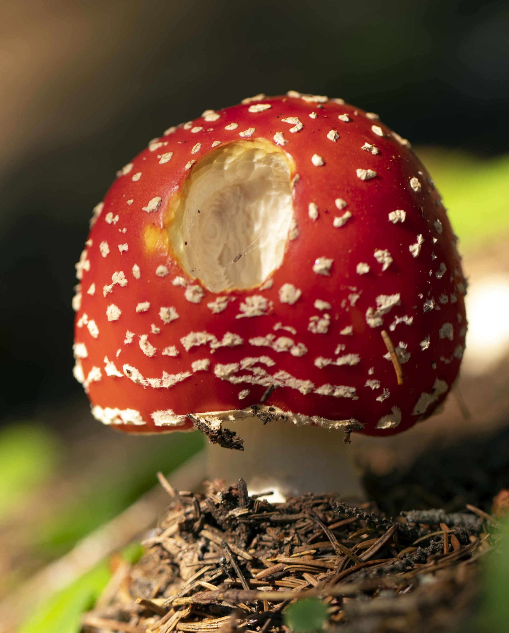 Amanita muscaria